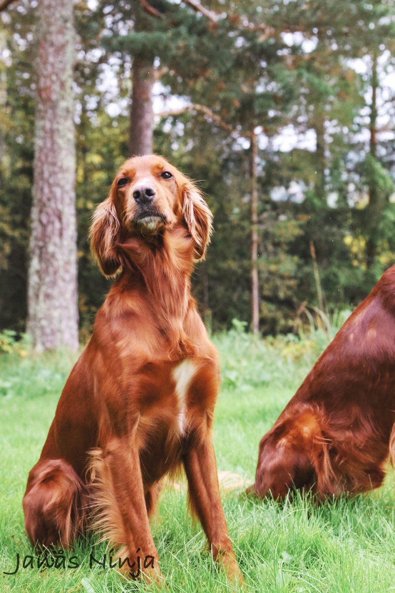 Planlagt kull irsk setter