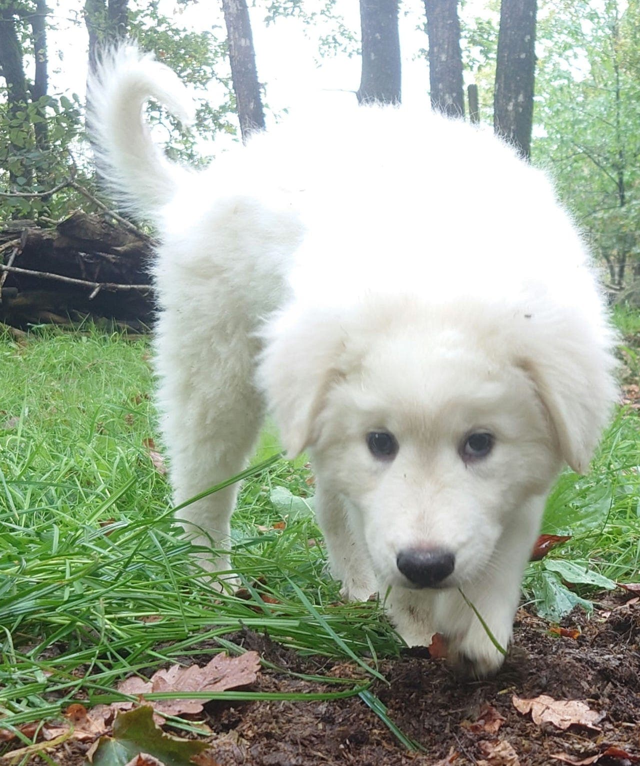 Maremma valper som gårds- familie- og vokterhund