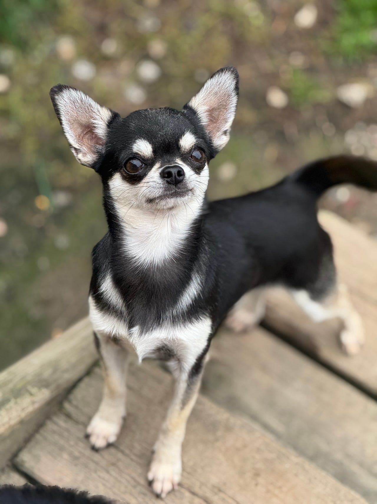 Herlig NKK reg Chihuahua hann søker kjærlig hjem