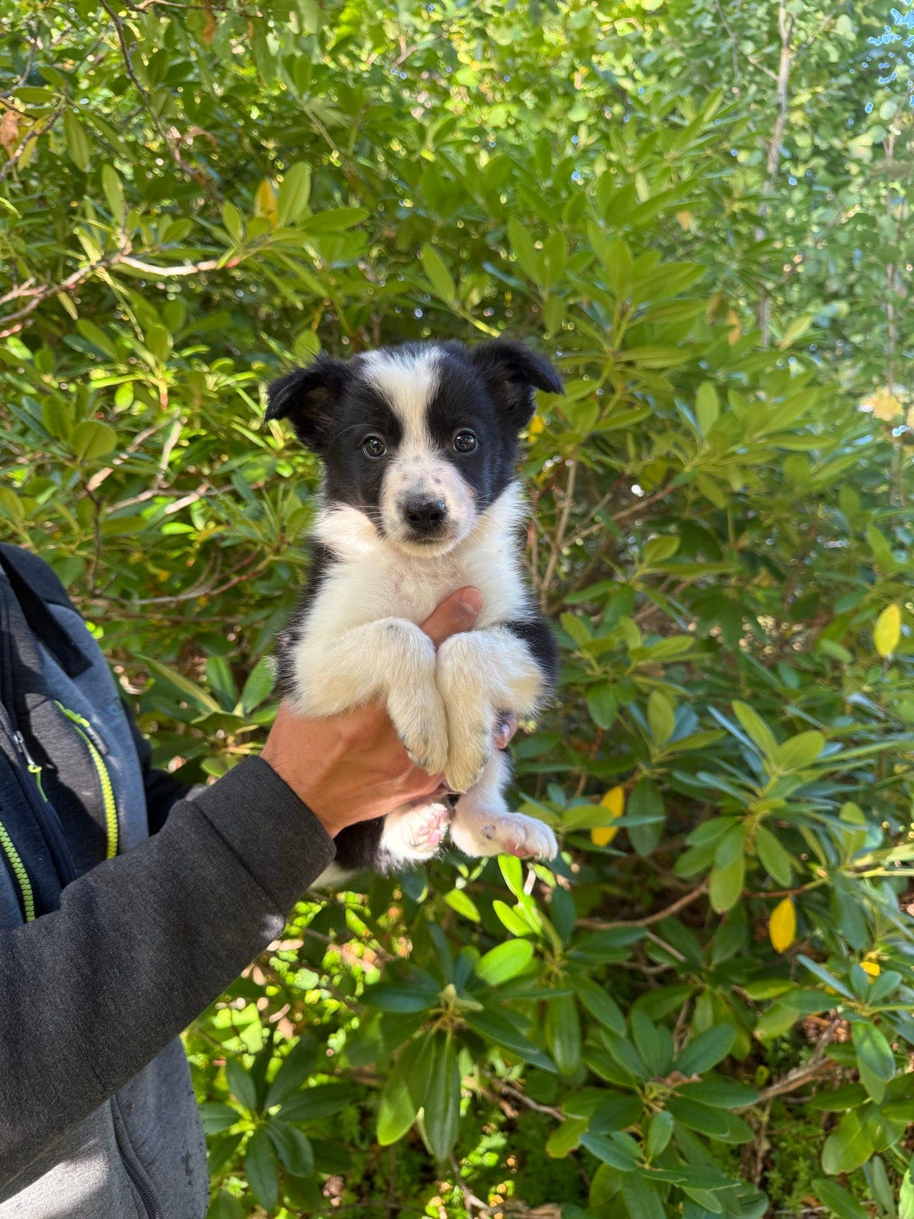 Border collie hannhund