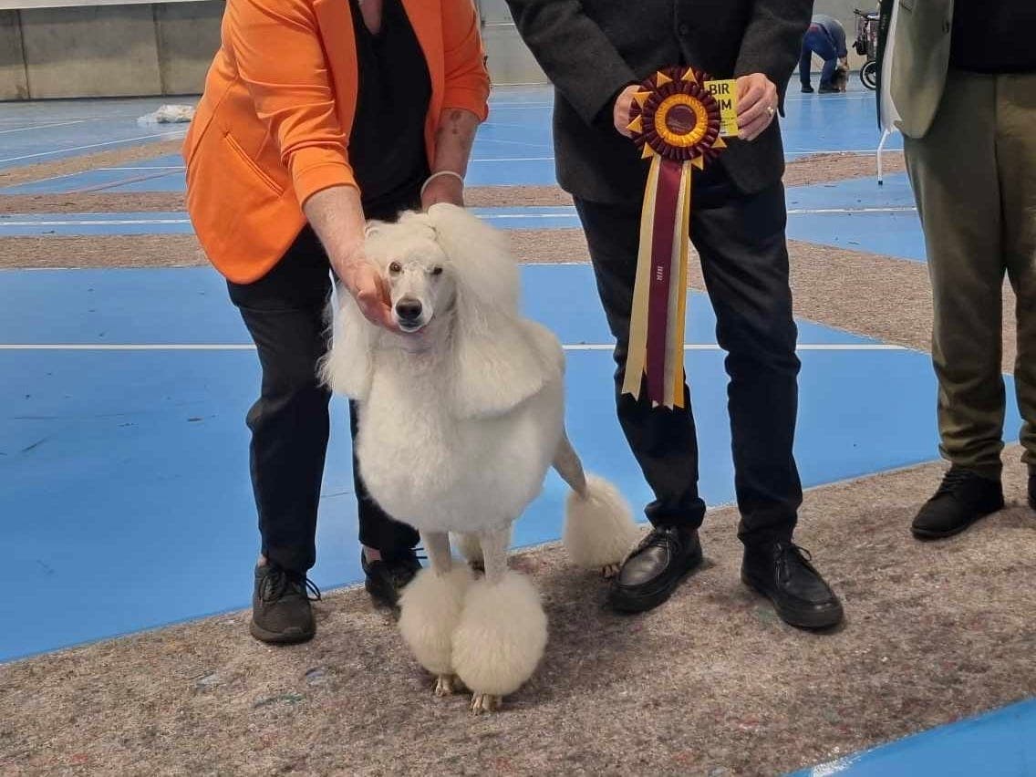 STORPUDDEL VALPER KENNEL SHOWGARDEN