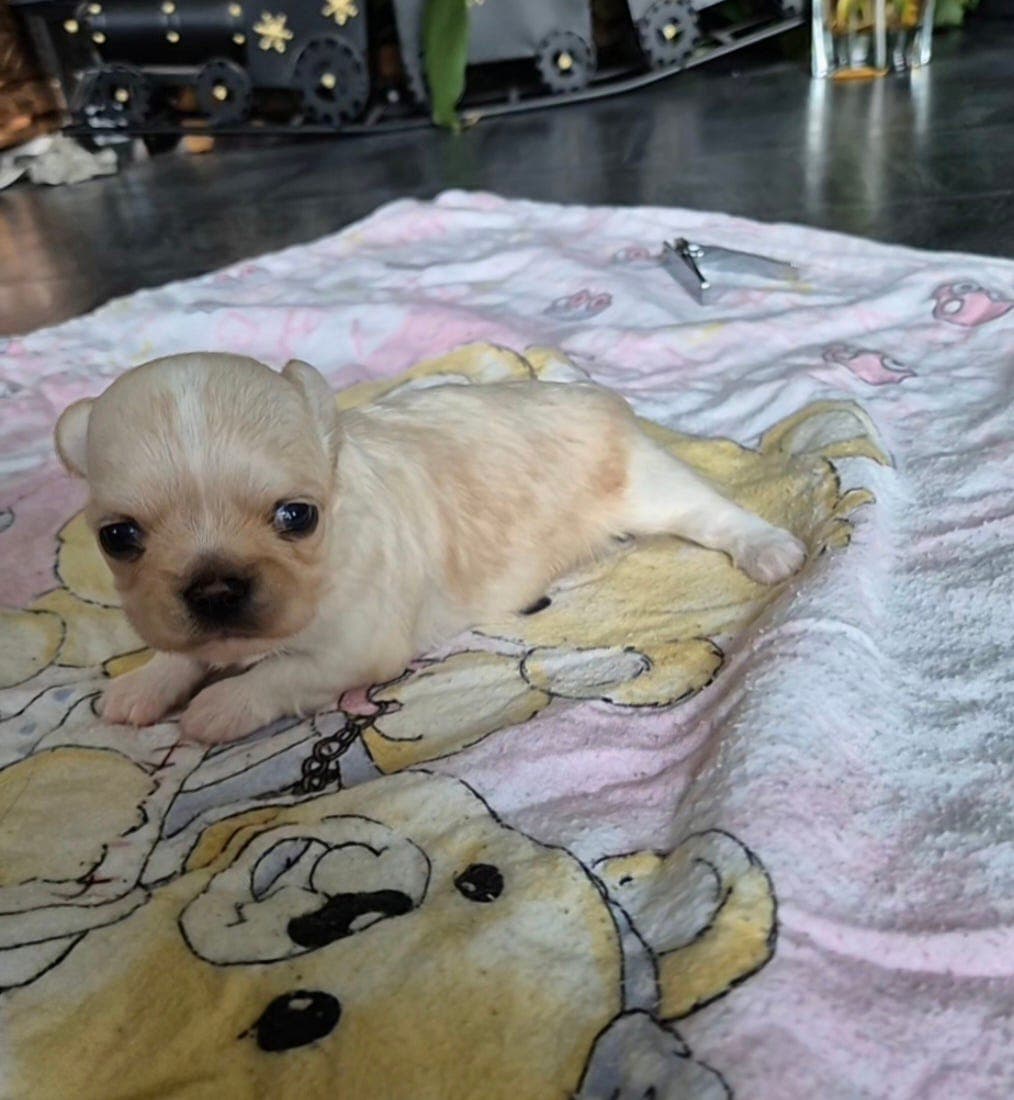 Chihuahua hann sleges NKK langhåret