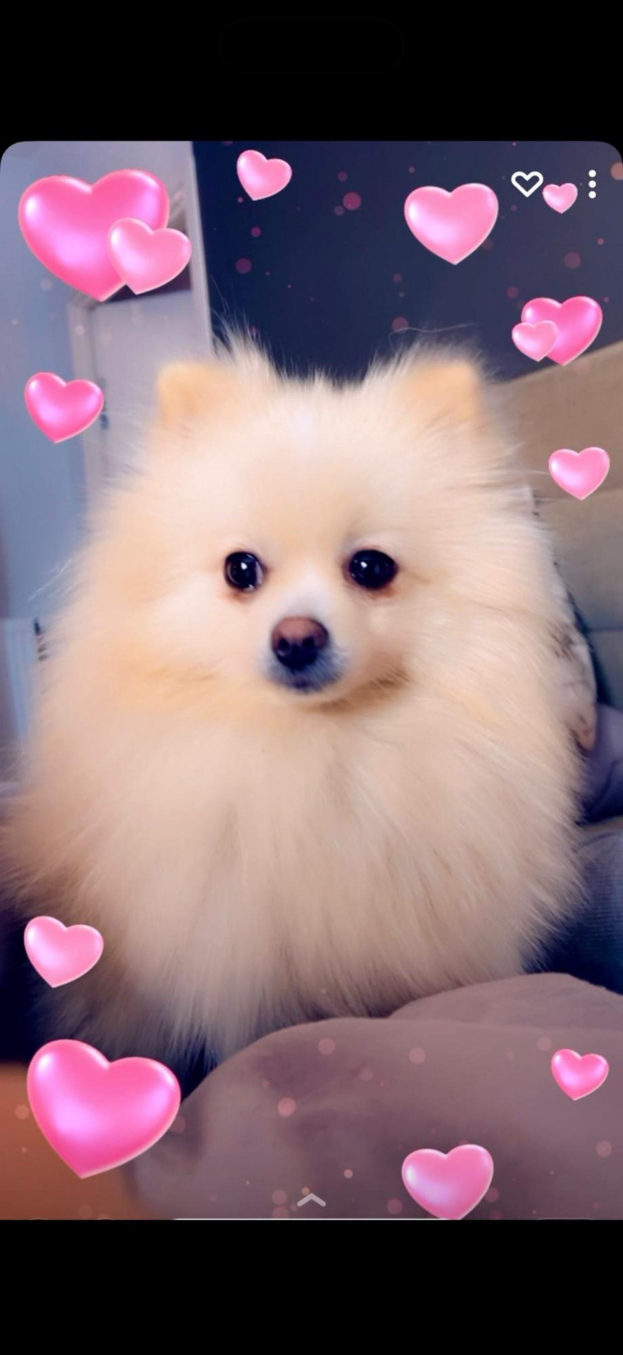 🐶 Nydelig Pomeranian på 8 år søker et nytt og kjærlig hjem ❤