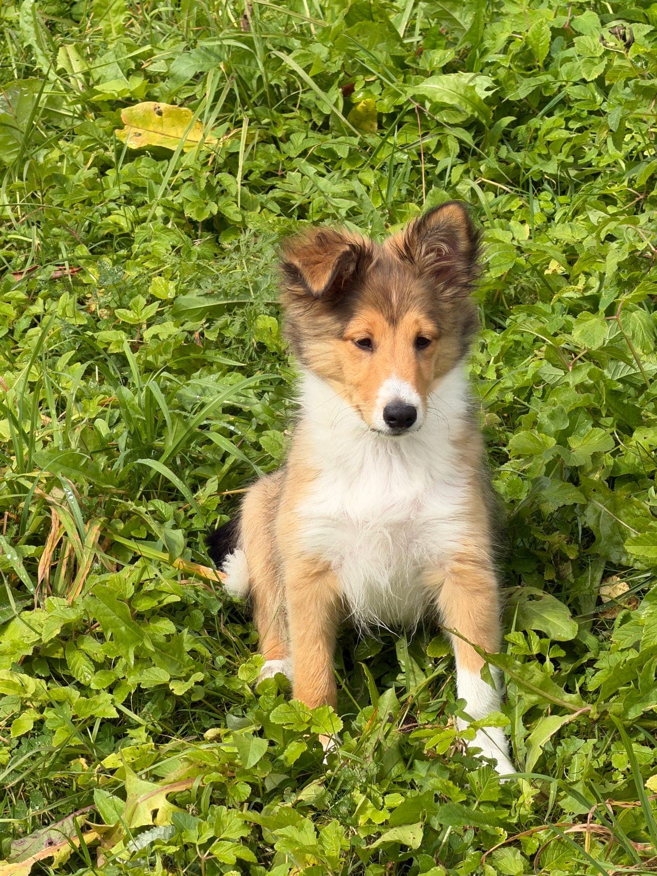 Shetland Sheepdog gutt