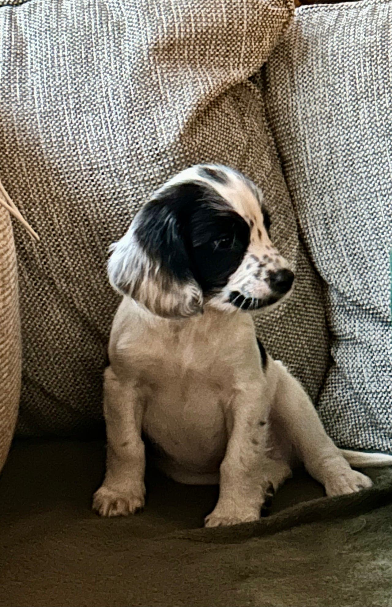 Engelsk Springer Spaniel