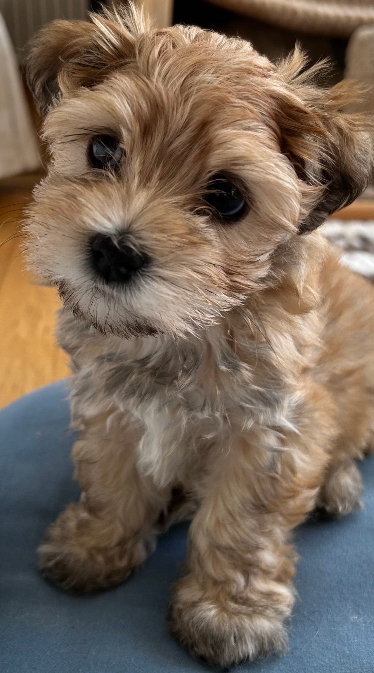 Bichon Havanais valp