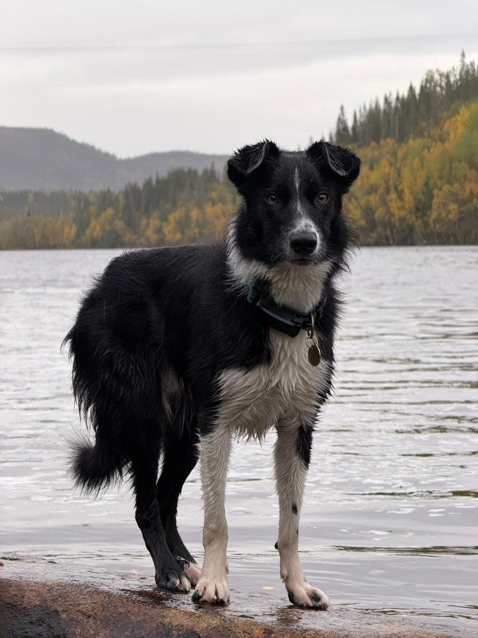 Bordie Collie