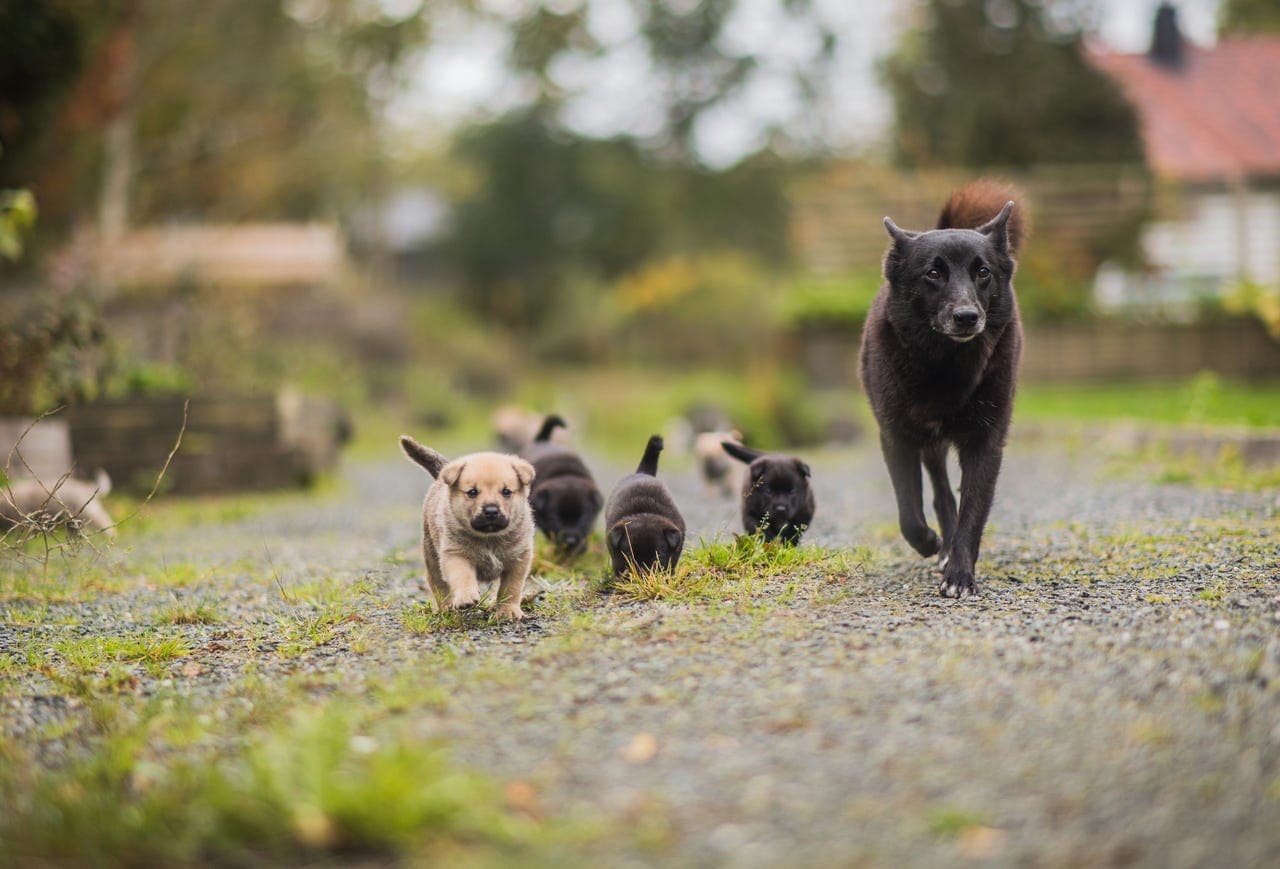 Norsk Buhund valper - 1 hannhund ledig