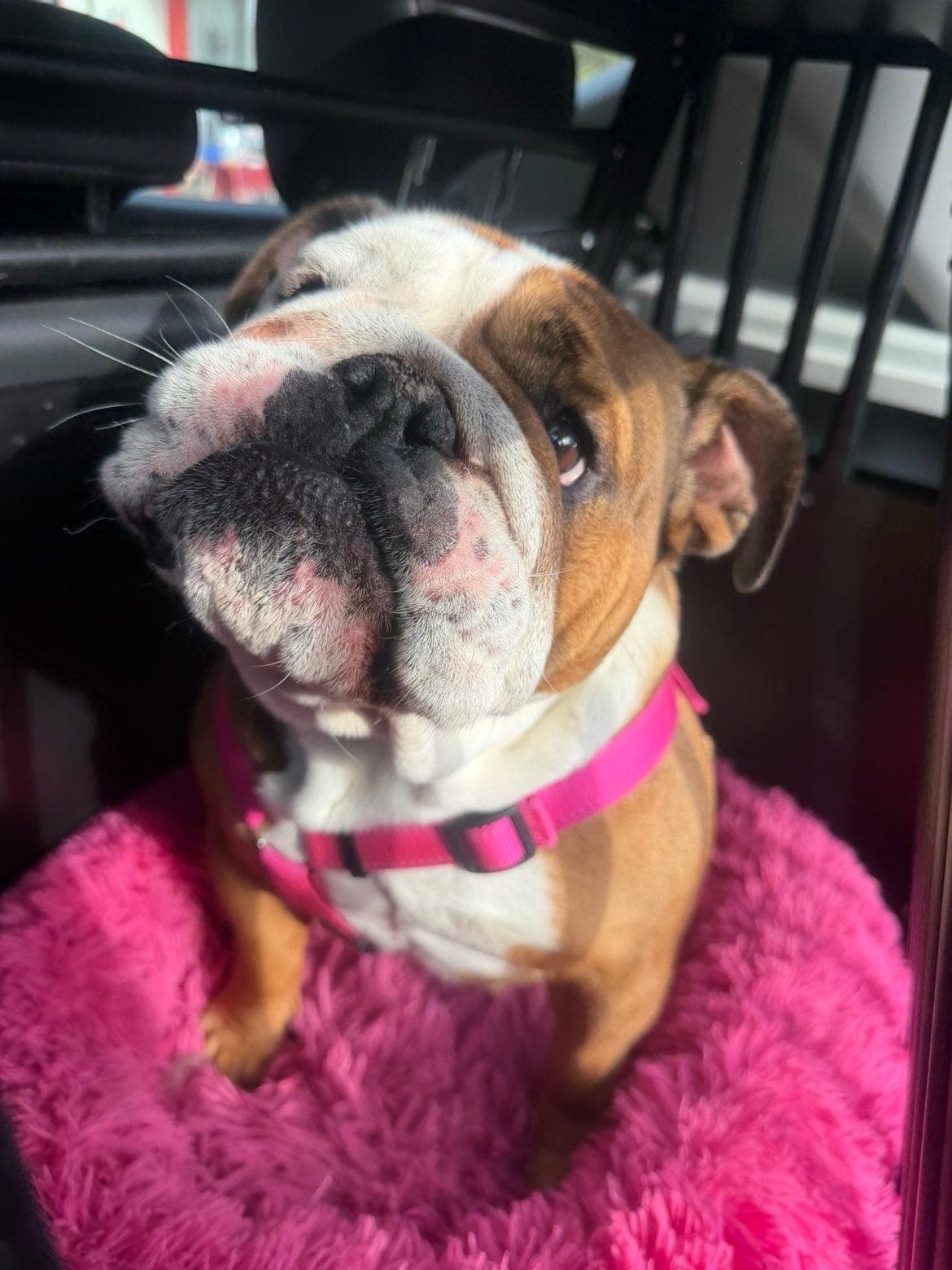 Engelsk bulldog tispe 3 år nesten 4