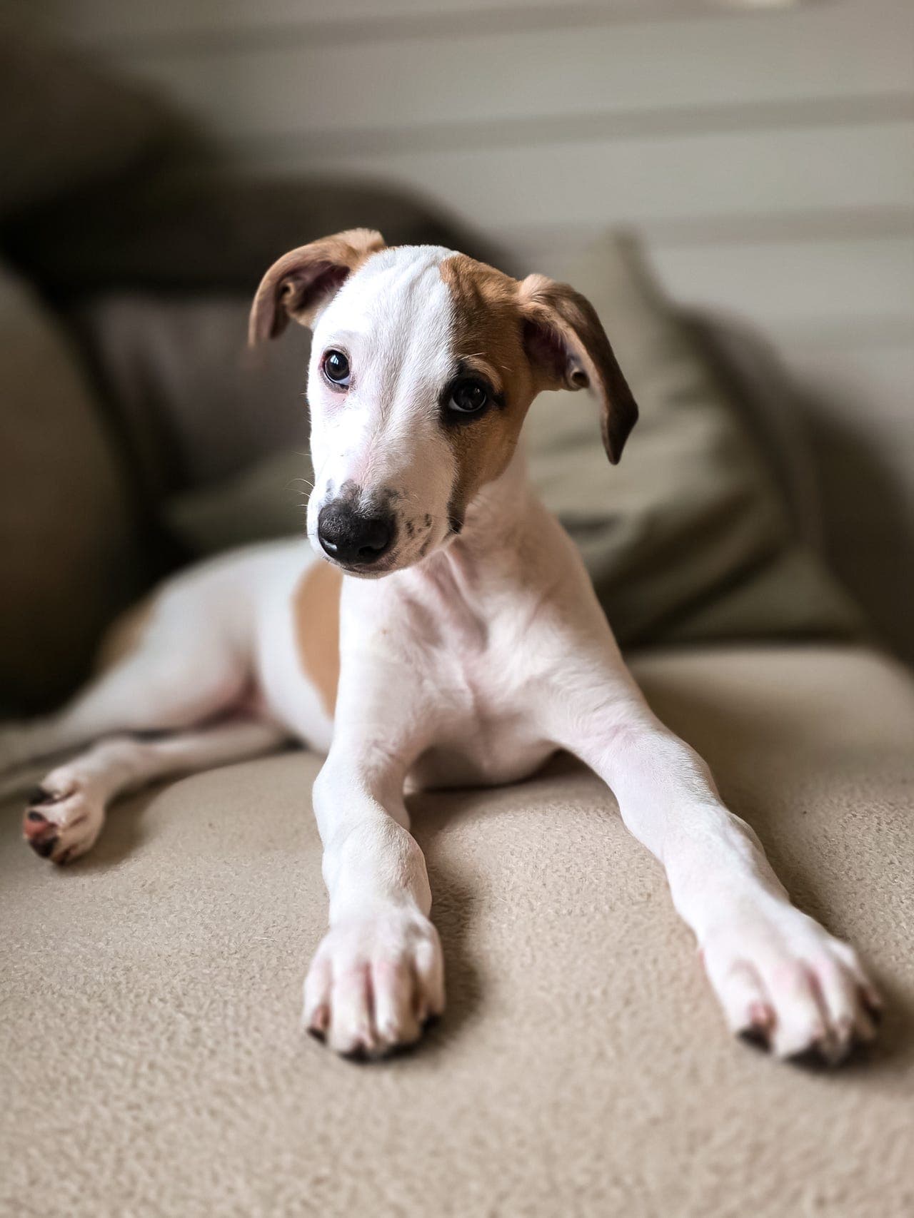 Vakre whippetvalper