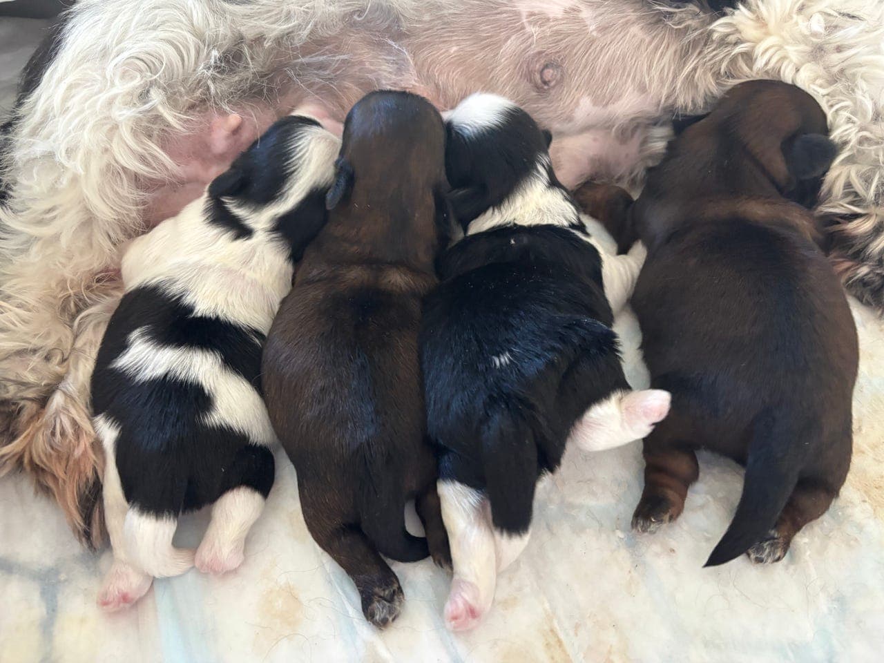 Shih Tzu valper