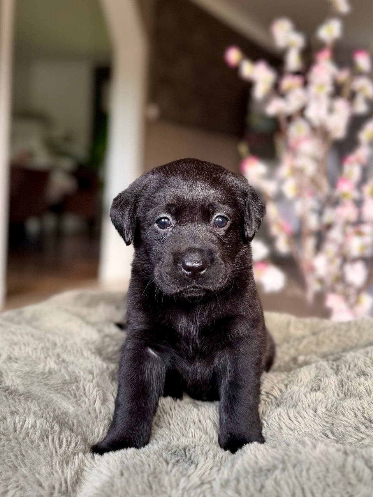Labrador valper leter etter sitt for alltid hjem