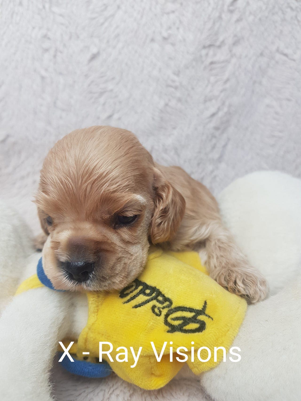 Amerikansk cocker spaniel valper