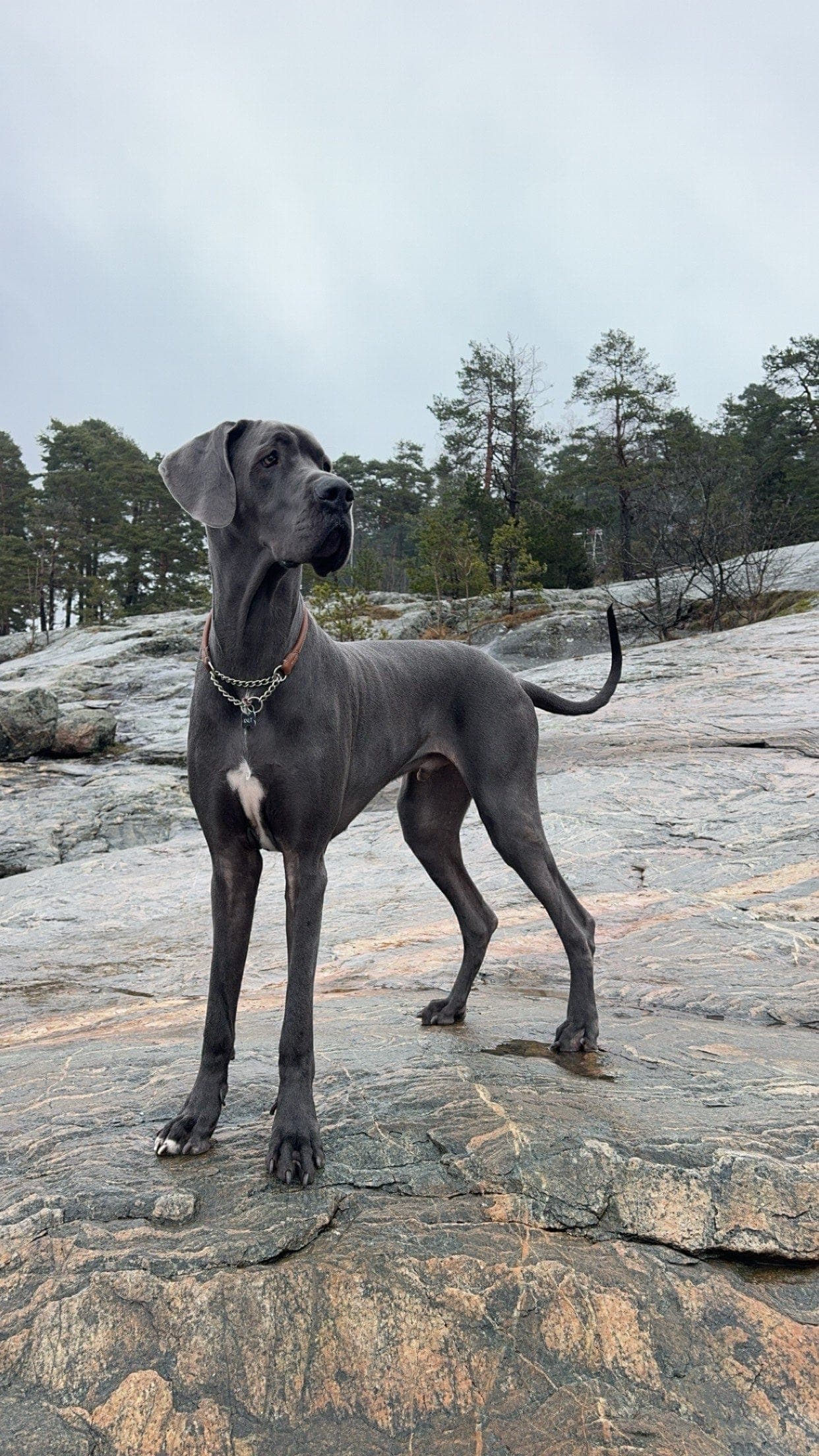 Knut – en fantastisk Grand Danois vurderes omplassert til et kjærlig hjem 🐾