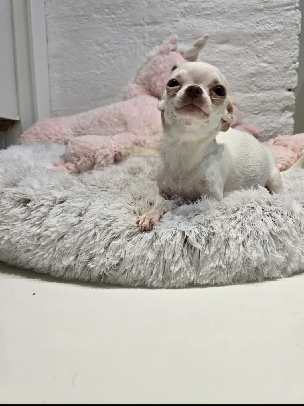 chihuahua tispe 🤍