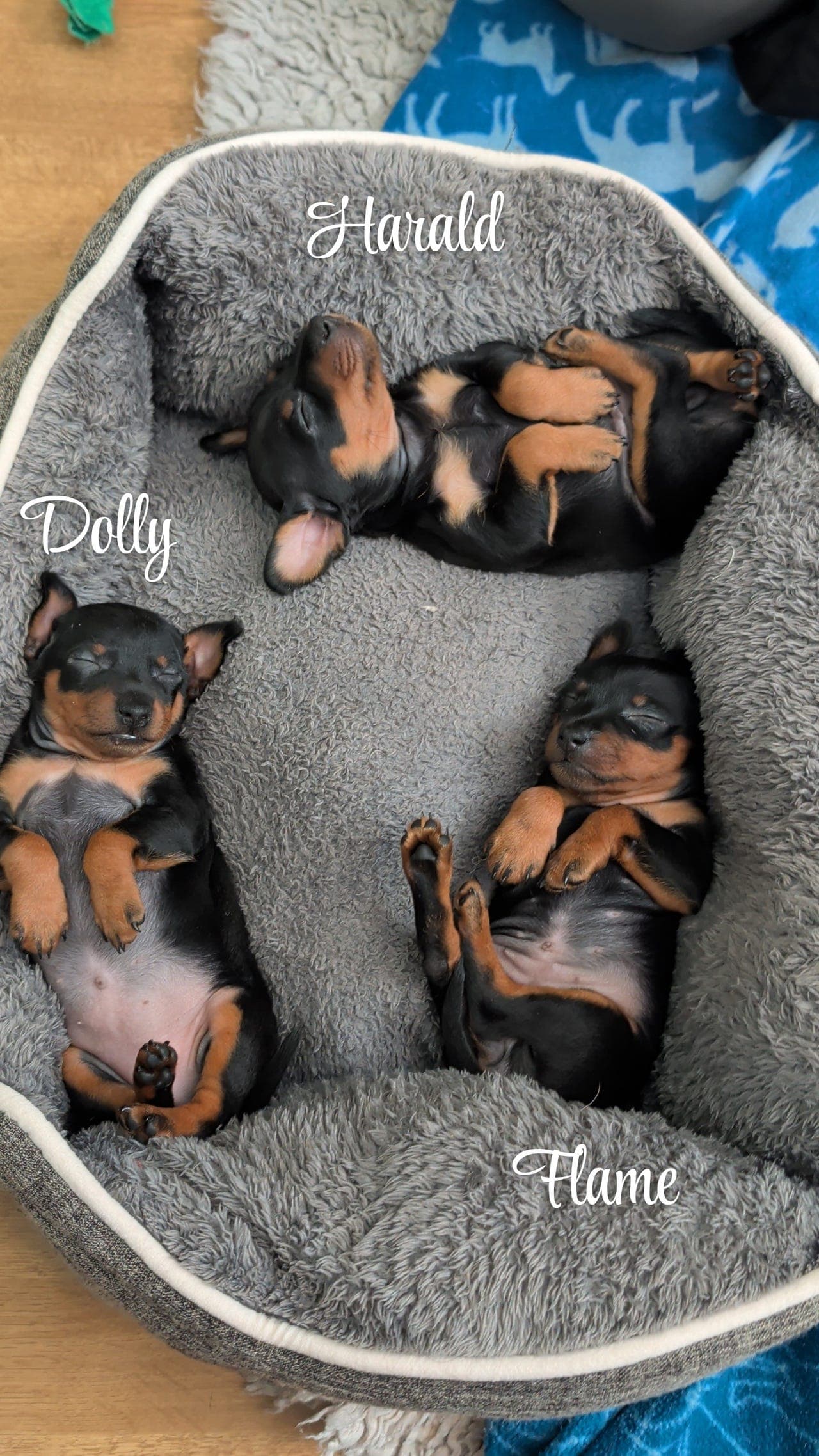 💫⭐💛🧡  Dvergpinschervalp Dolly