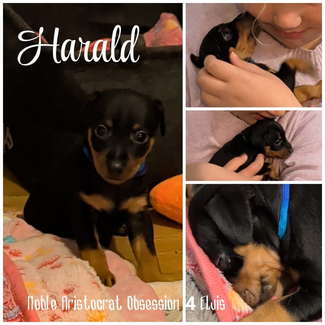 ⭐💫💛🧡 Dvergpinschervalp - Harald