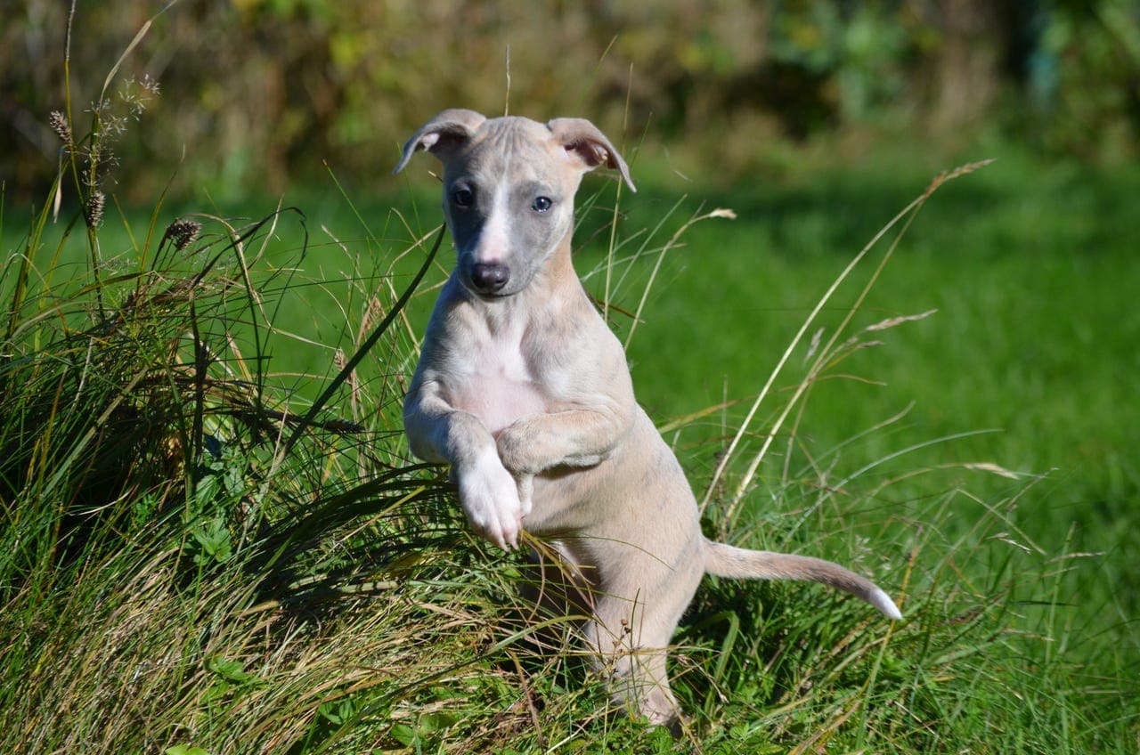 Whippet valp