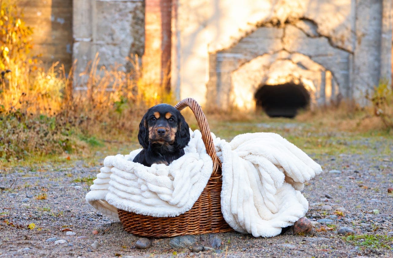 Nydelig Cocker Spaniel hannvalp