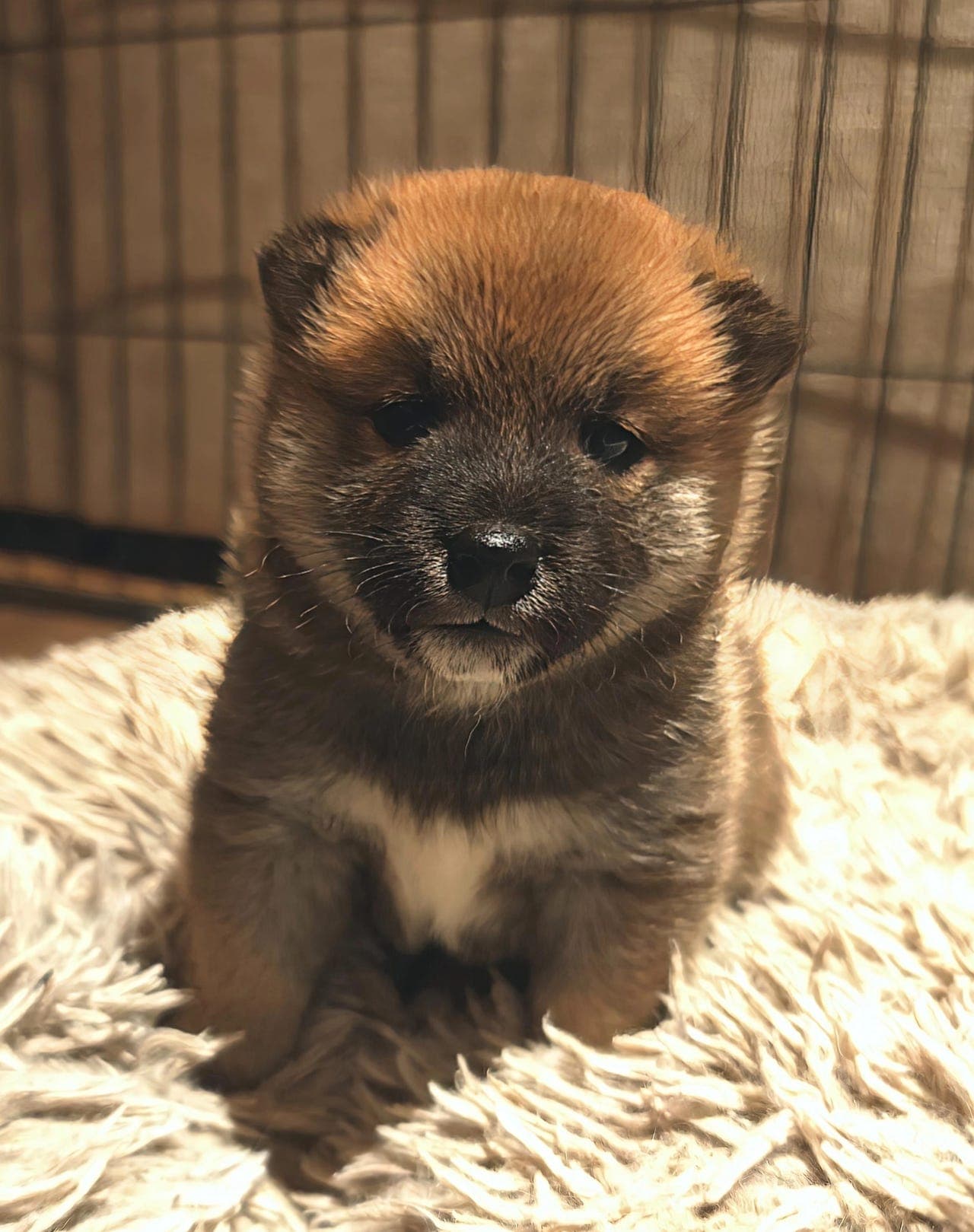 SOURUMEITO FŪU NO YORU – LEDIG SHIBA-HANN