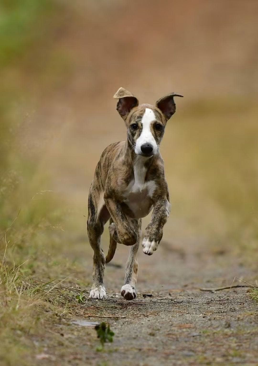 Vakre Whippet tispevalper