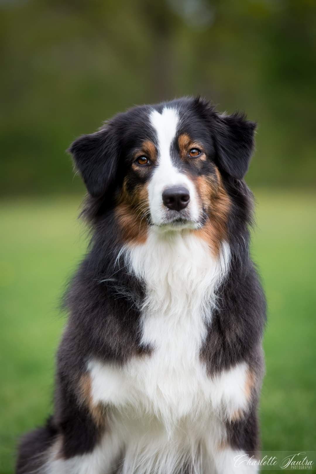 Australian Shepherd-valper