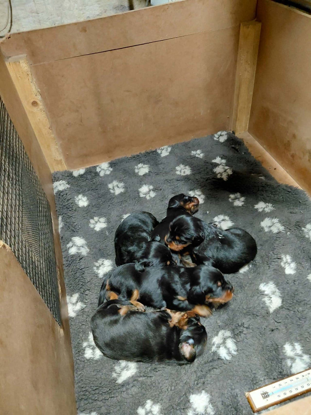 Gordonsetter valper