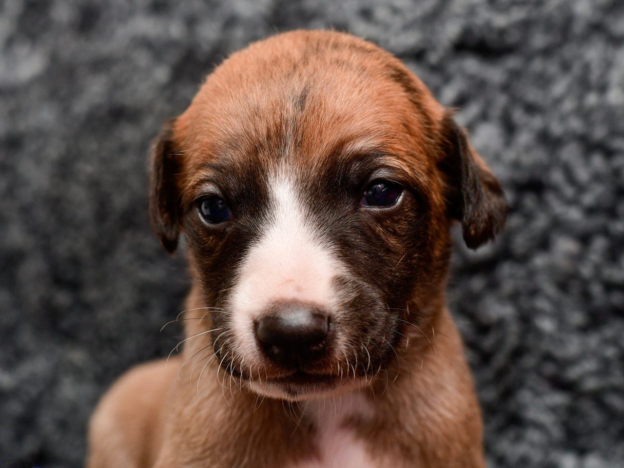 Whippet valper fra kennel Tzoomie