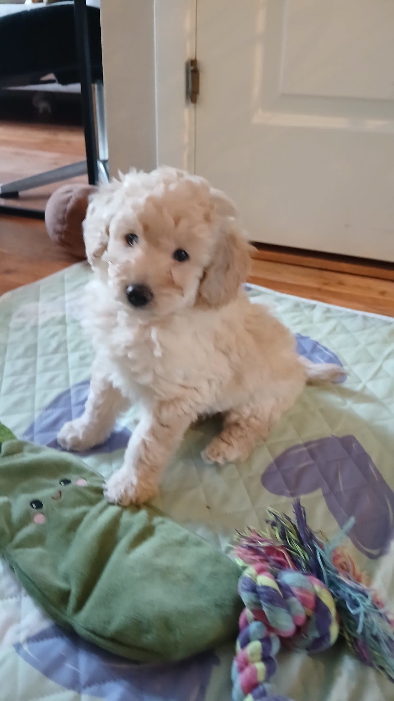 Daisy dvergpuddel 7 uker.