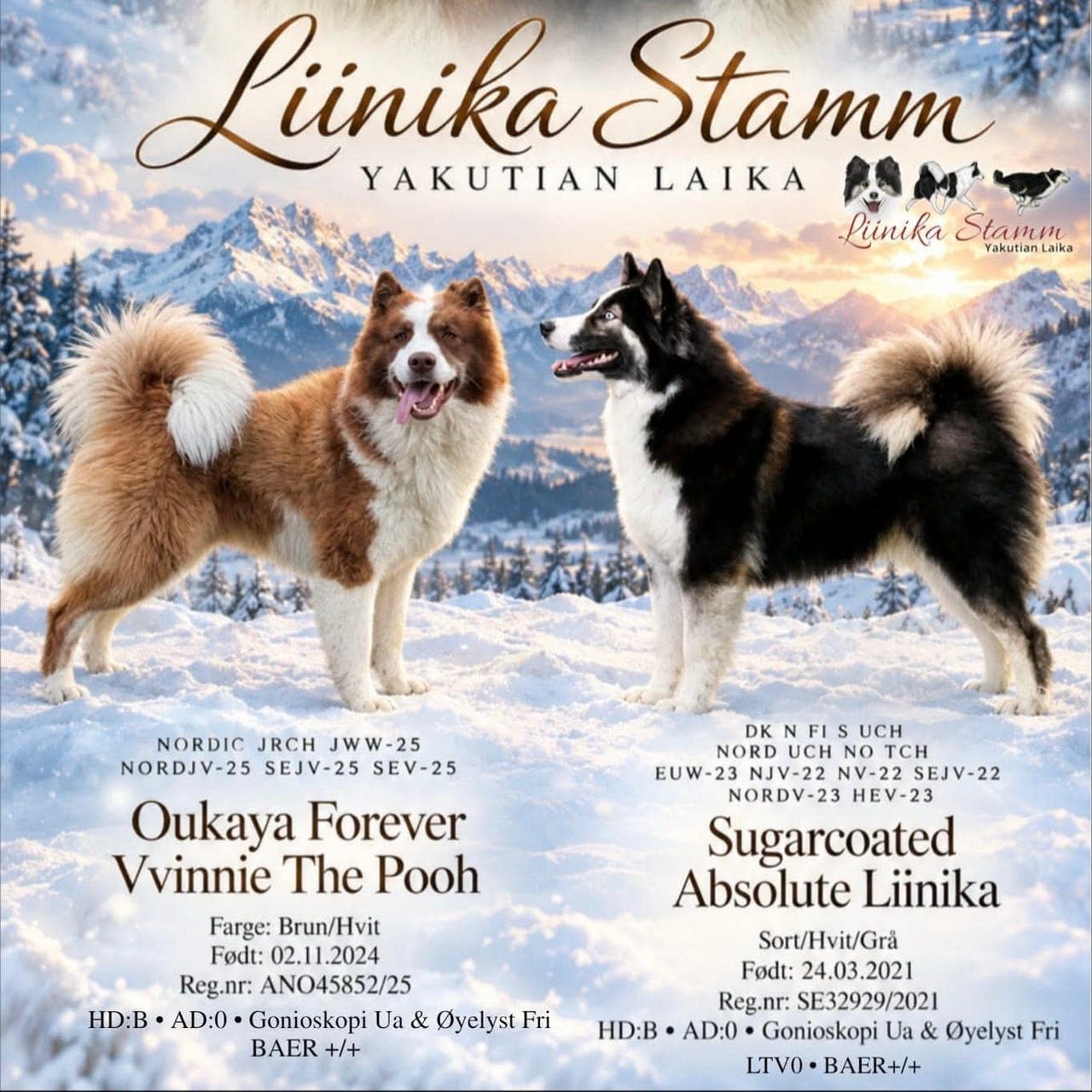 Nydelige yakutian laika valper er født.