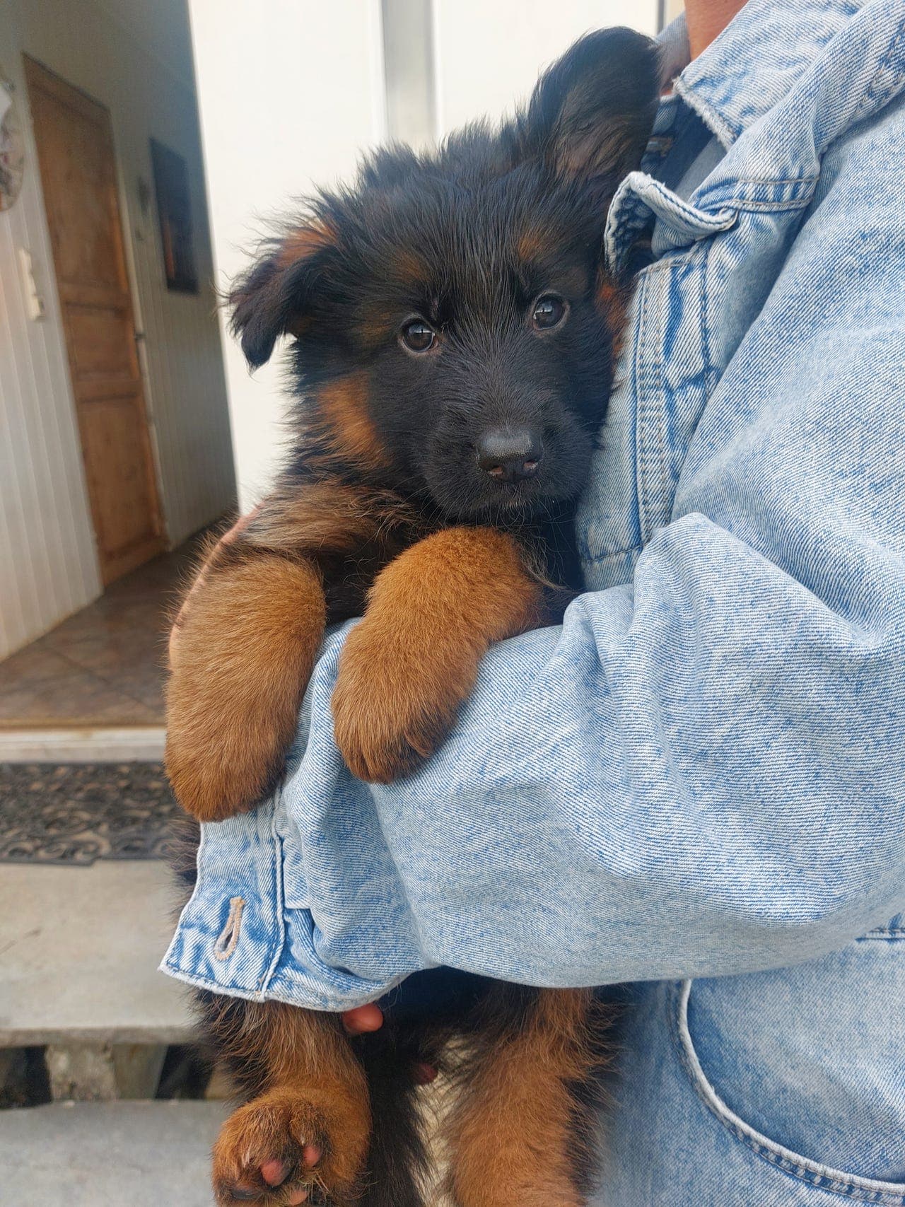 Langhåret Schaferhund valper