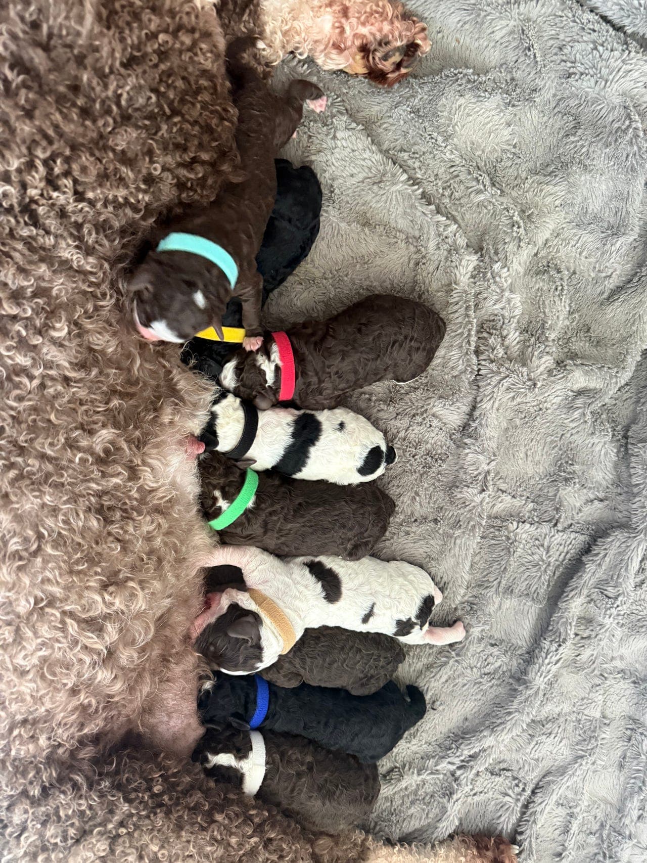 Spansk vannhund valper etter flotte foreldre 🤩