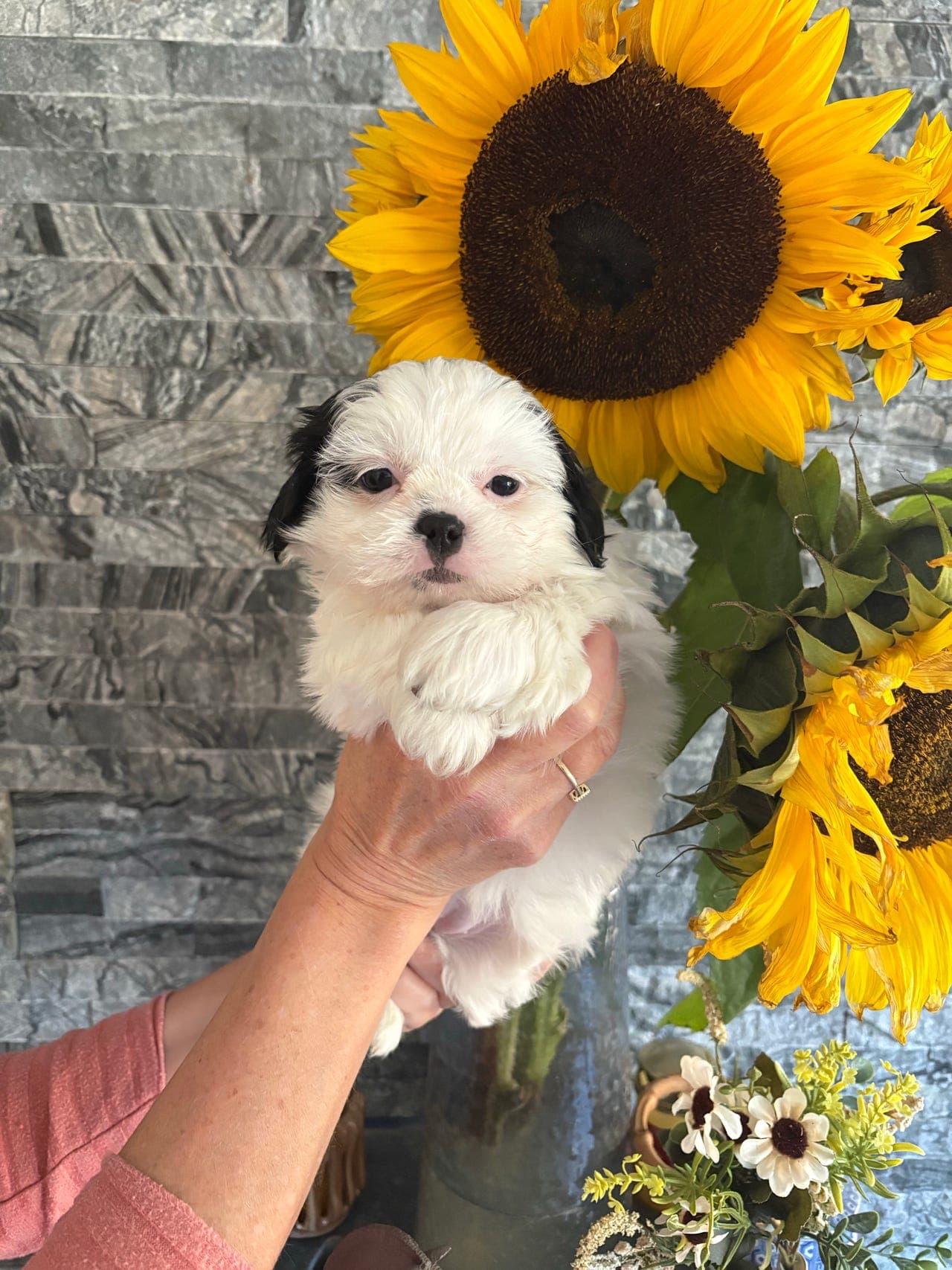 Nydelig allergivennlig sosial Shih Tzu jente🌻