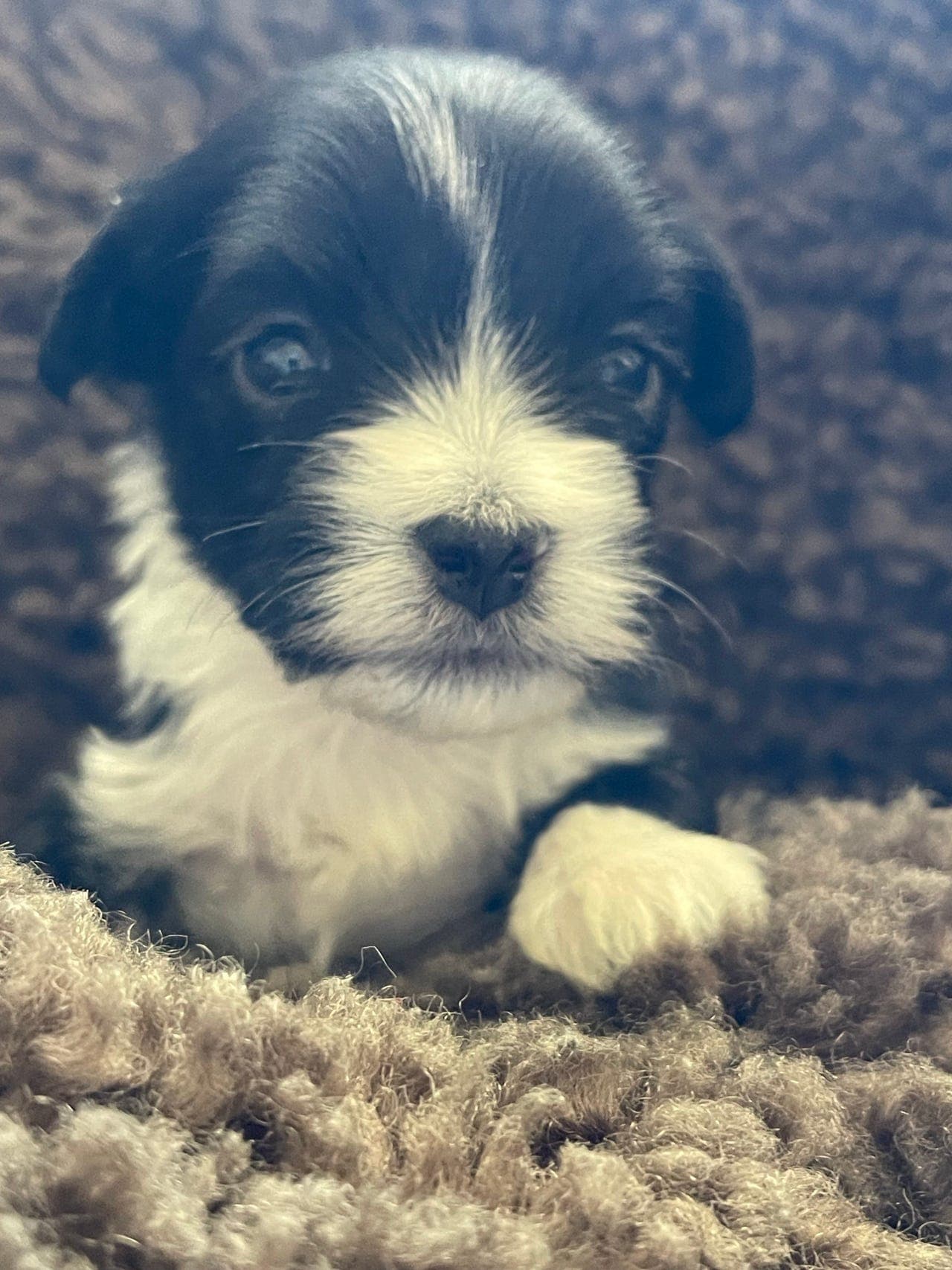 Bichon havanais