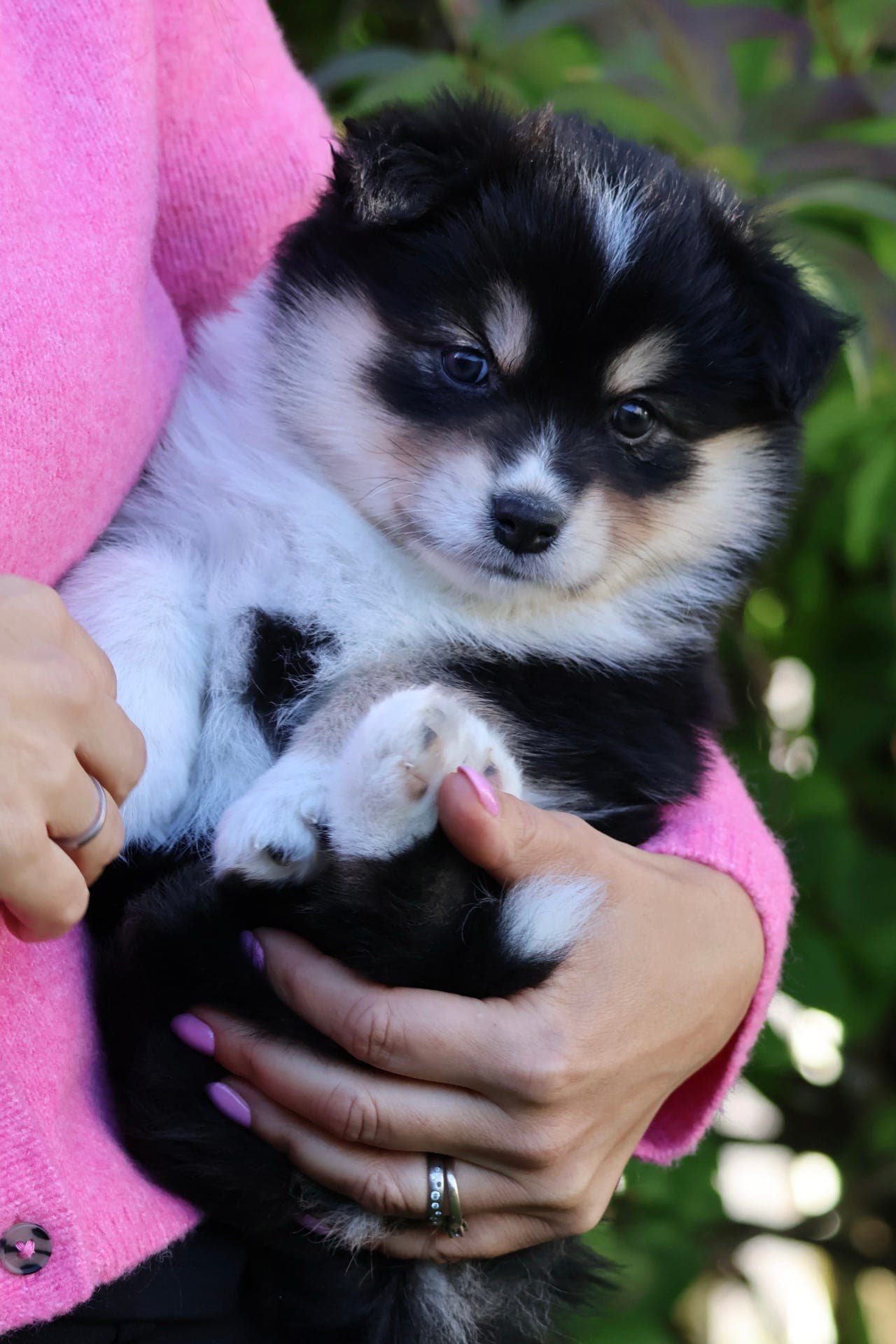 Finsk lapphund tispe ønsker forvertshjem