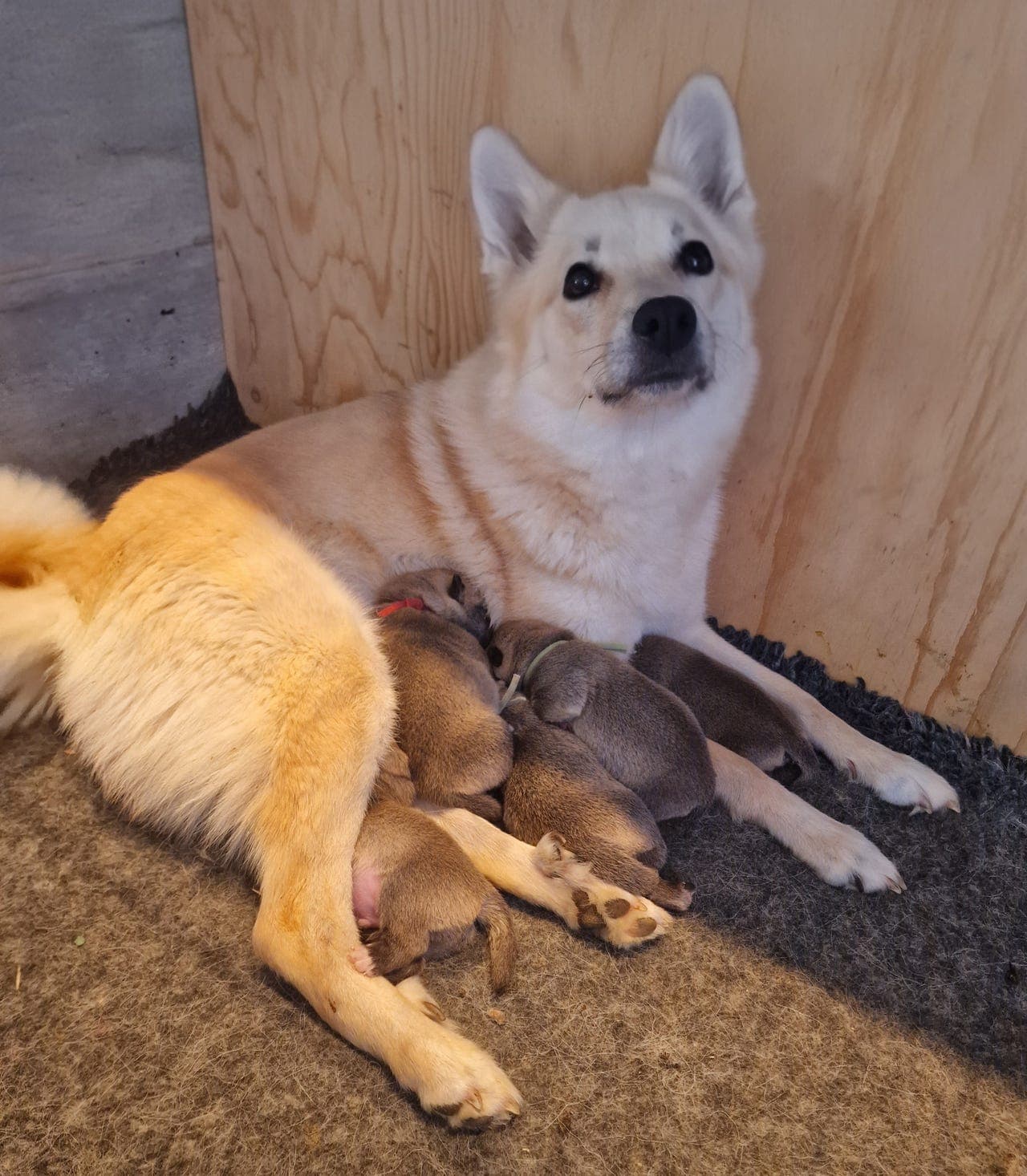 Norsk Buhund valper