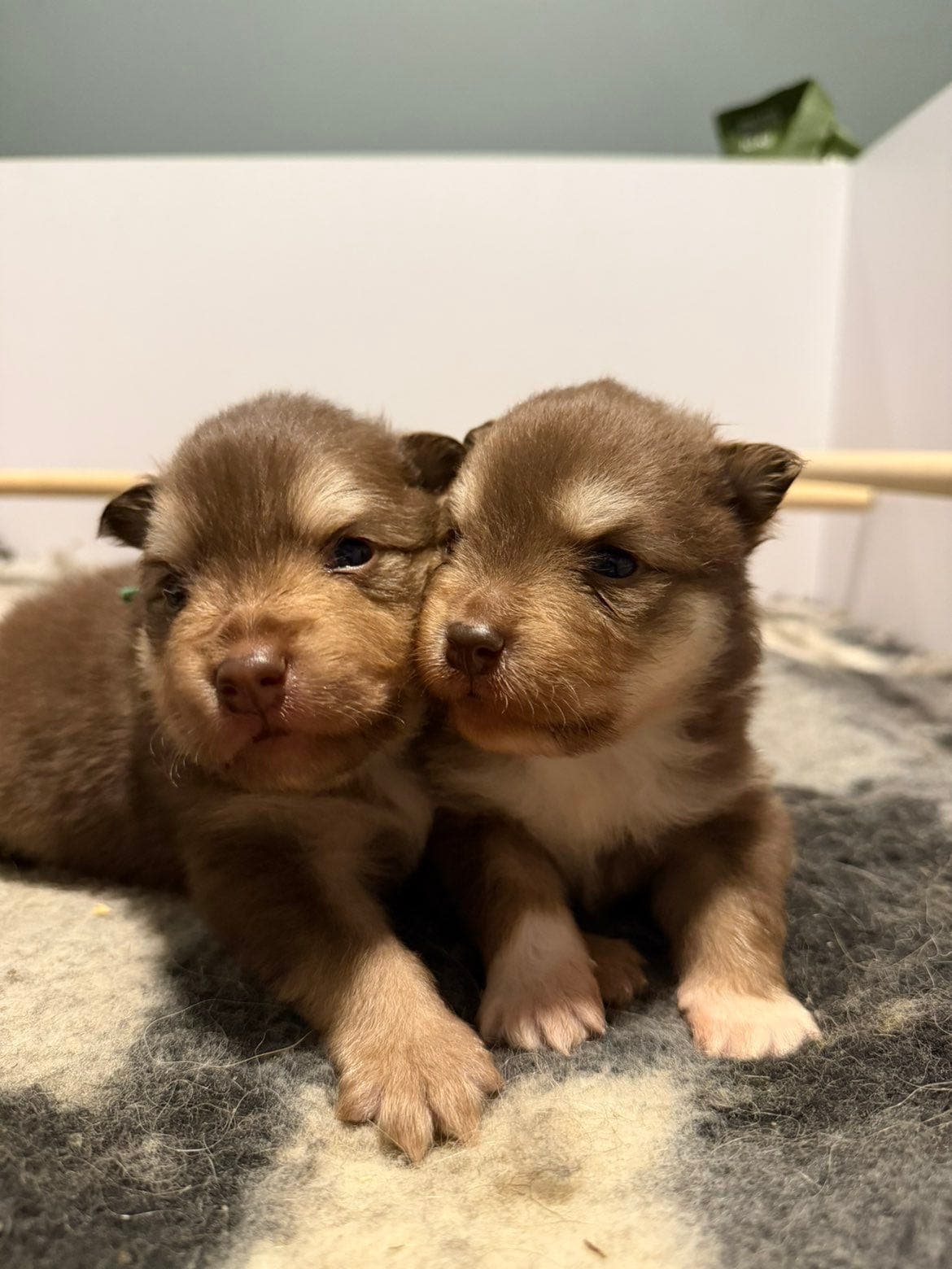 Fôrvert til finsk lapphund hann