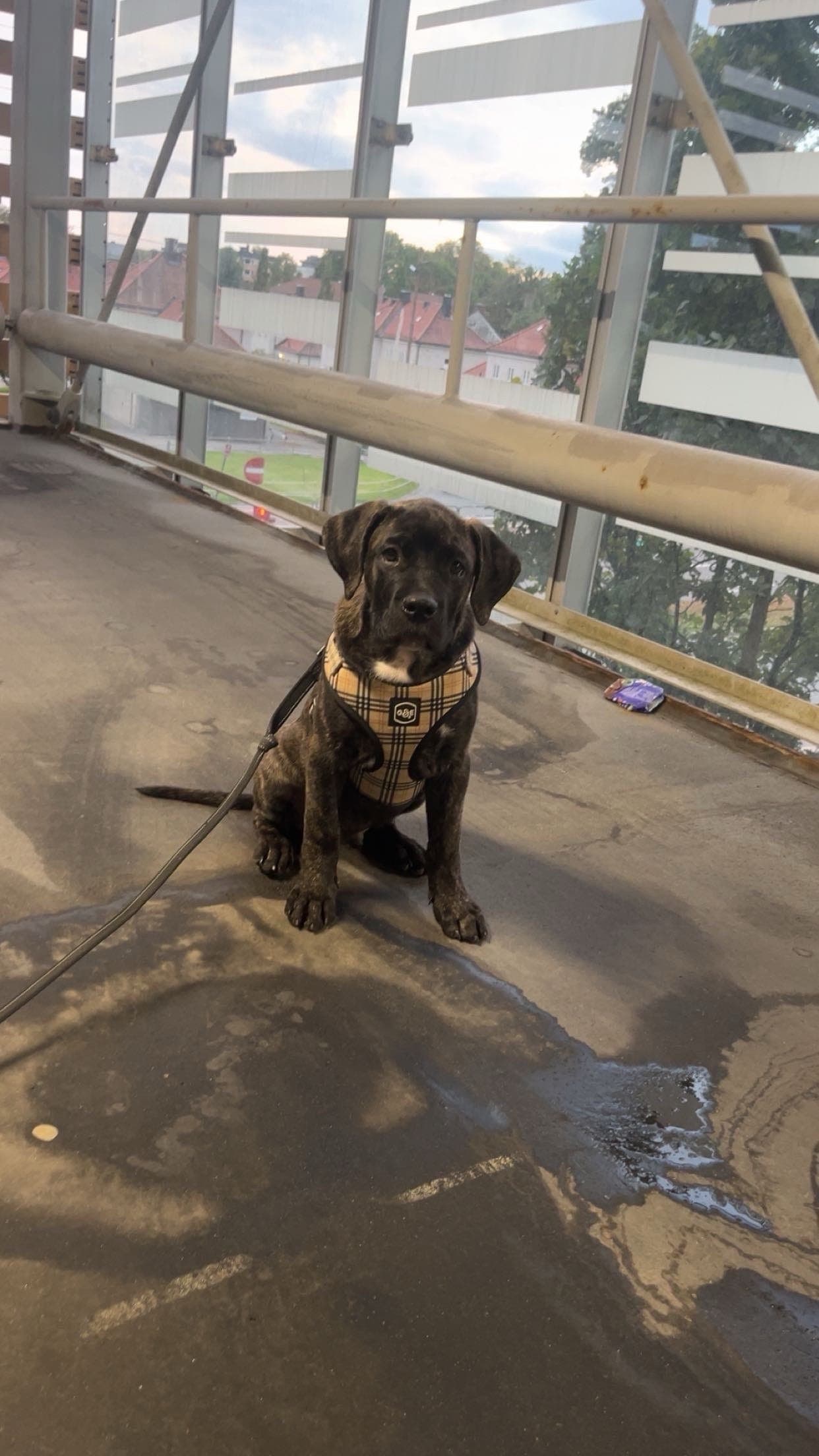 PRESA CANARIO VALP
