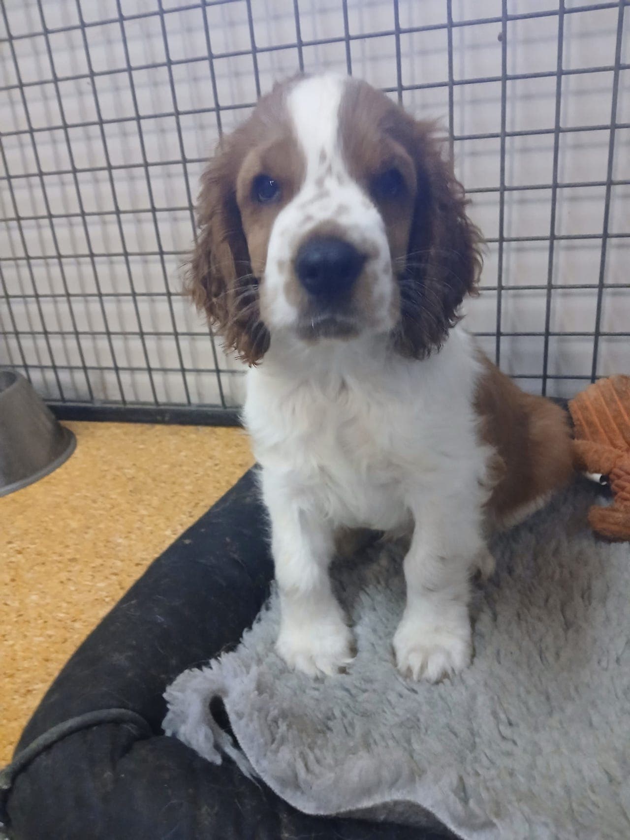 Nydelig Welsh Springer Spaniel hannvalp.