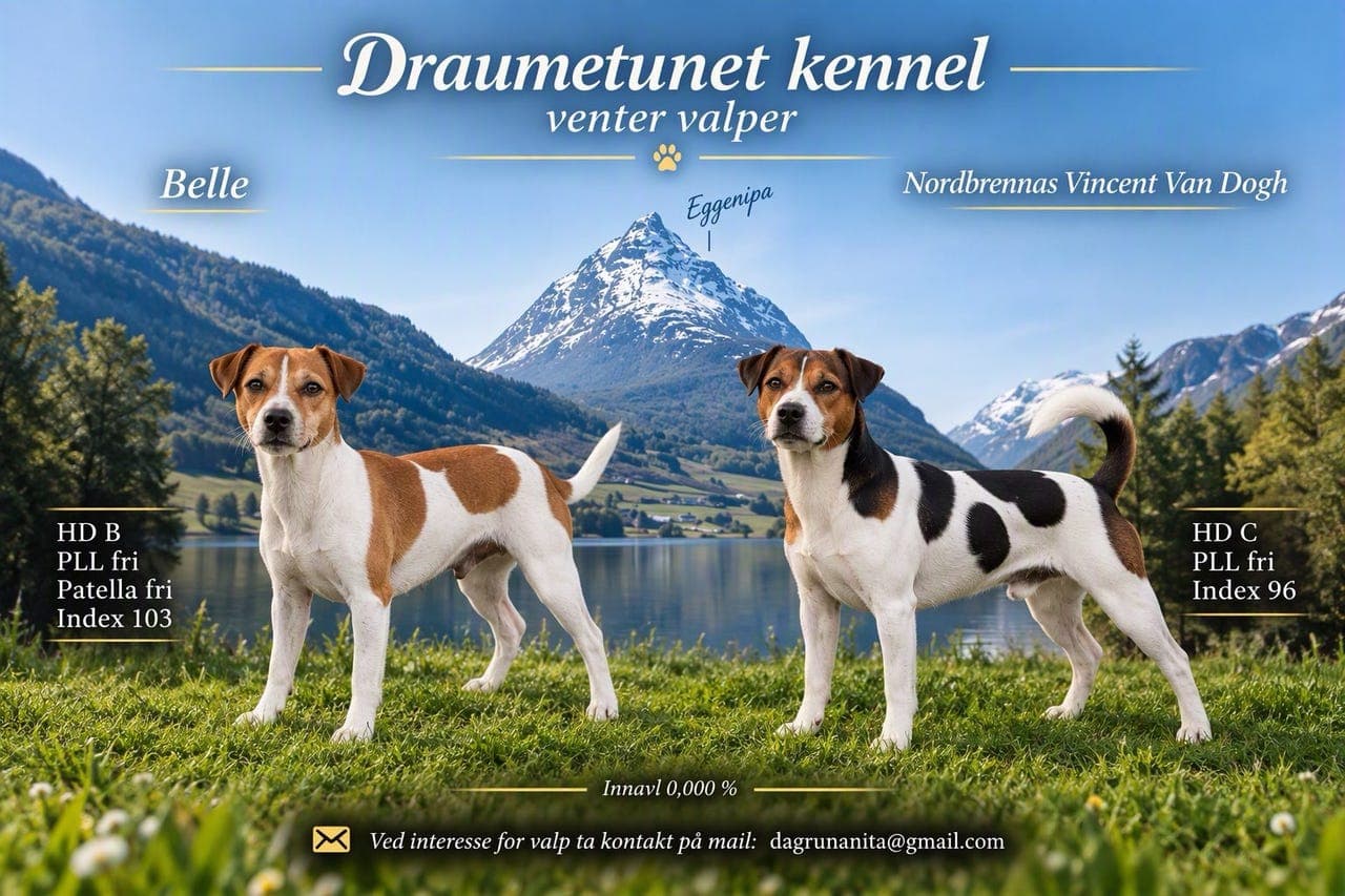 Dansk svensk gårdshund valper
