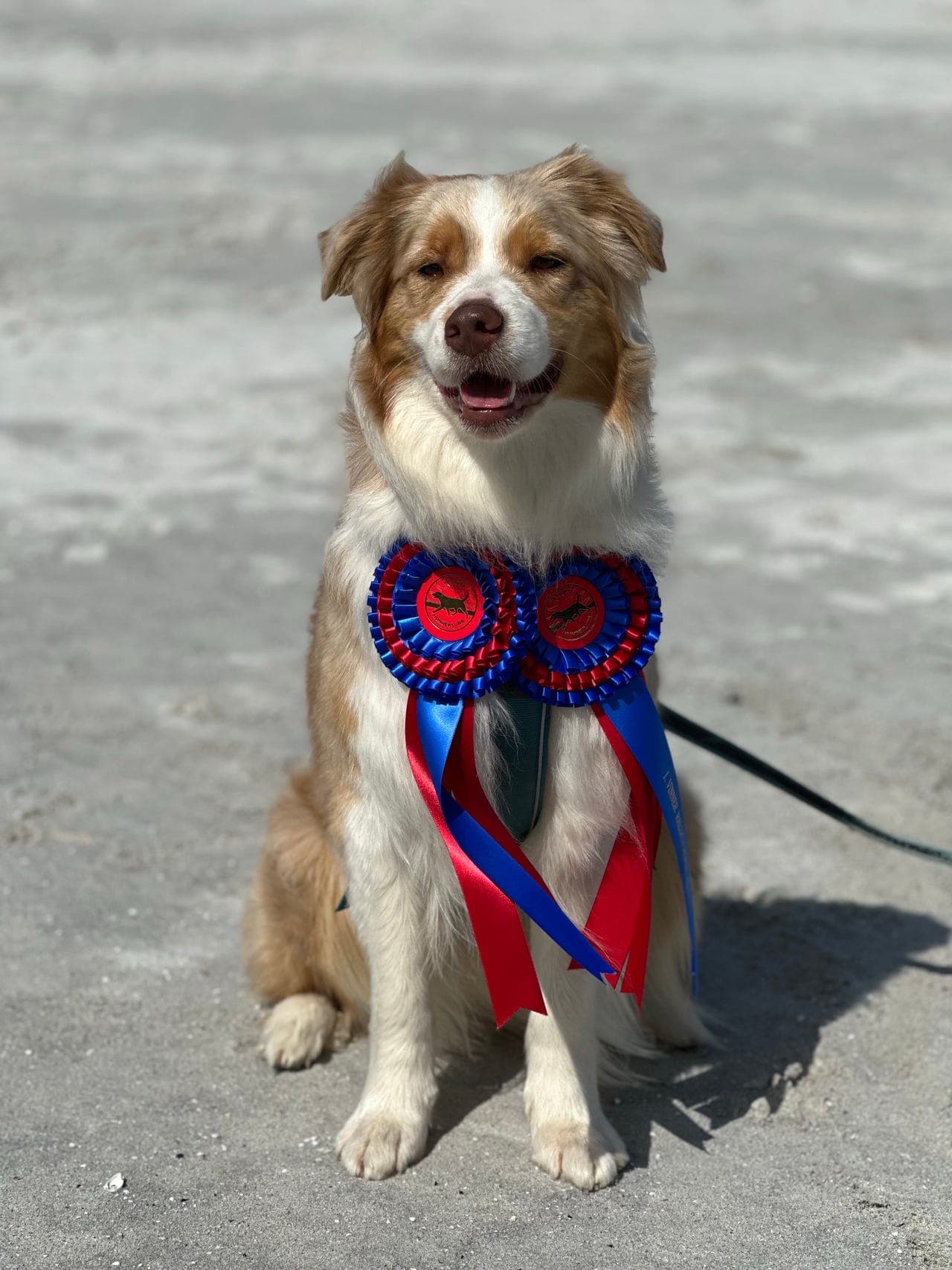 Australian Shepherd-tispe søker riktig hjem!