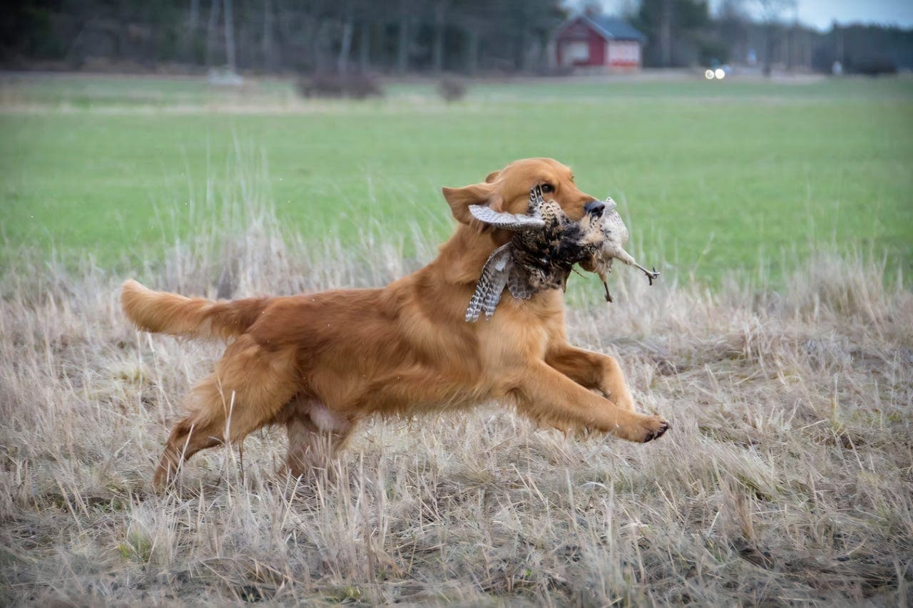 golden retriever valper ventes
