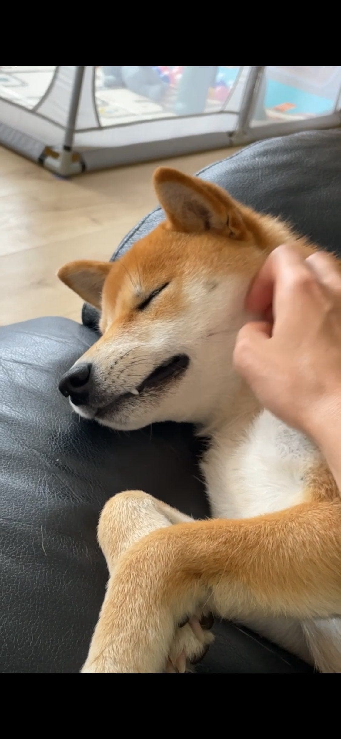 Verdens beste shiba Inu tispe med utstyr