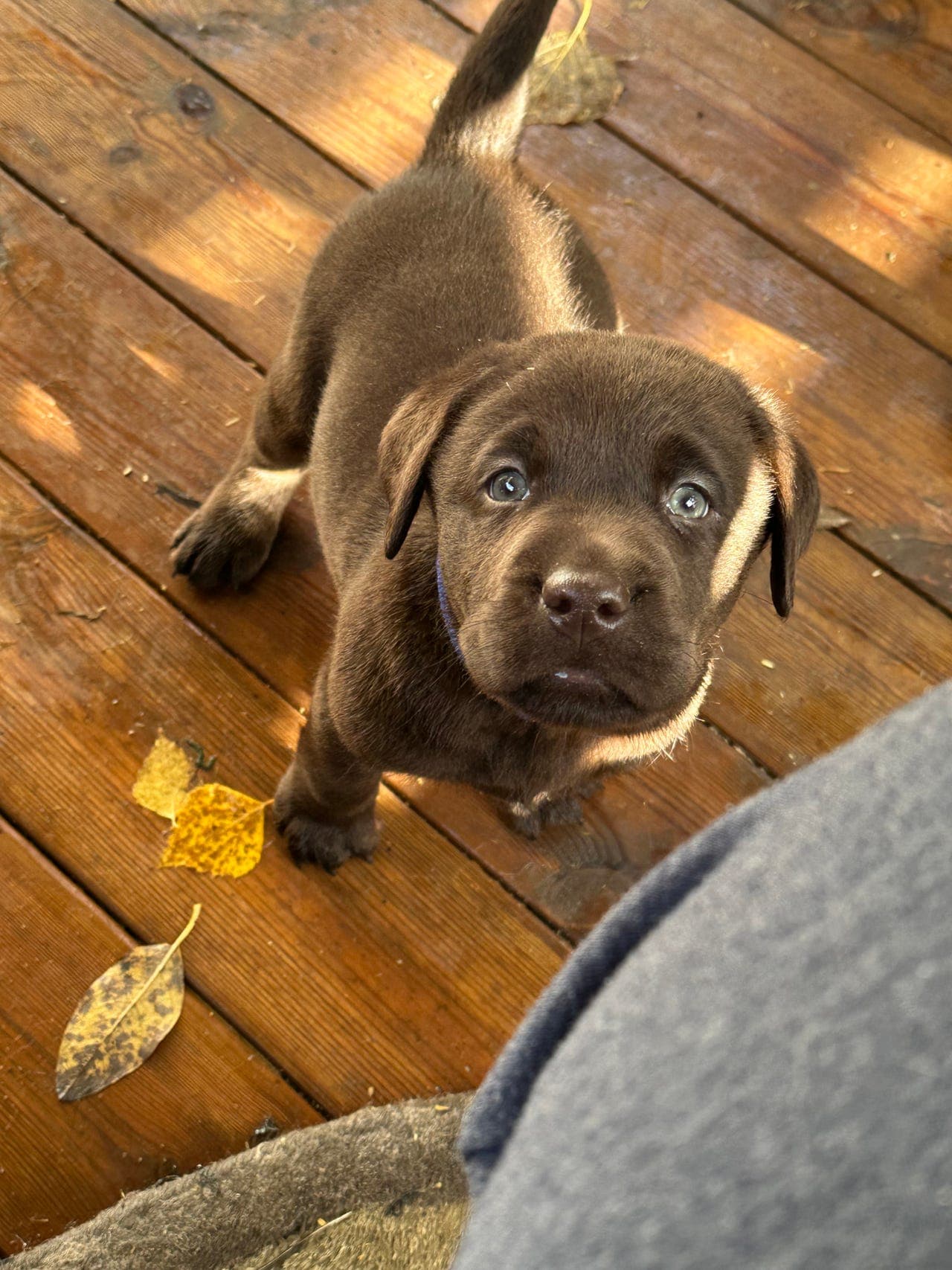 Labrador valper