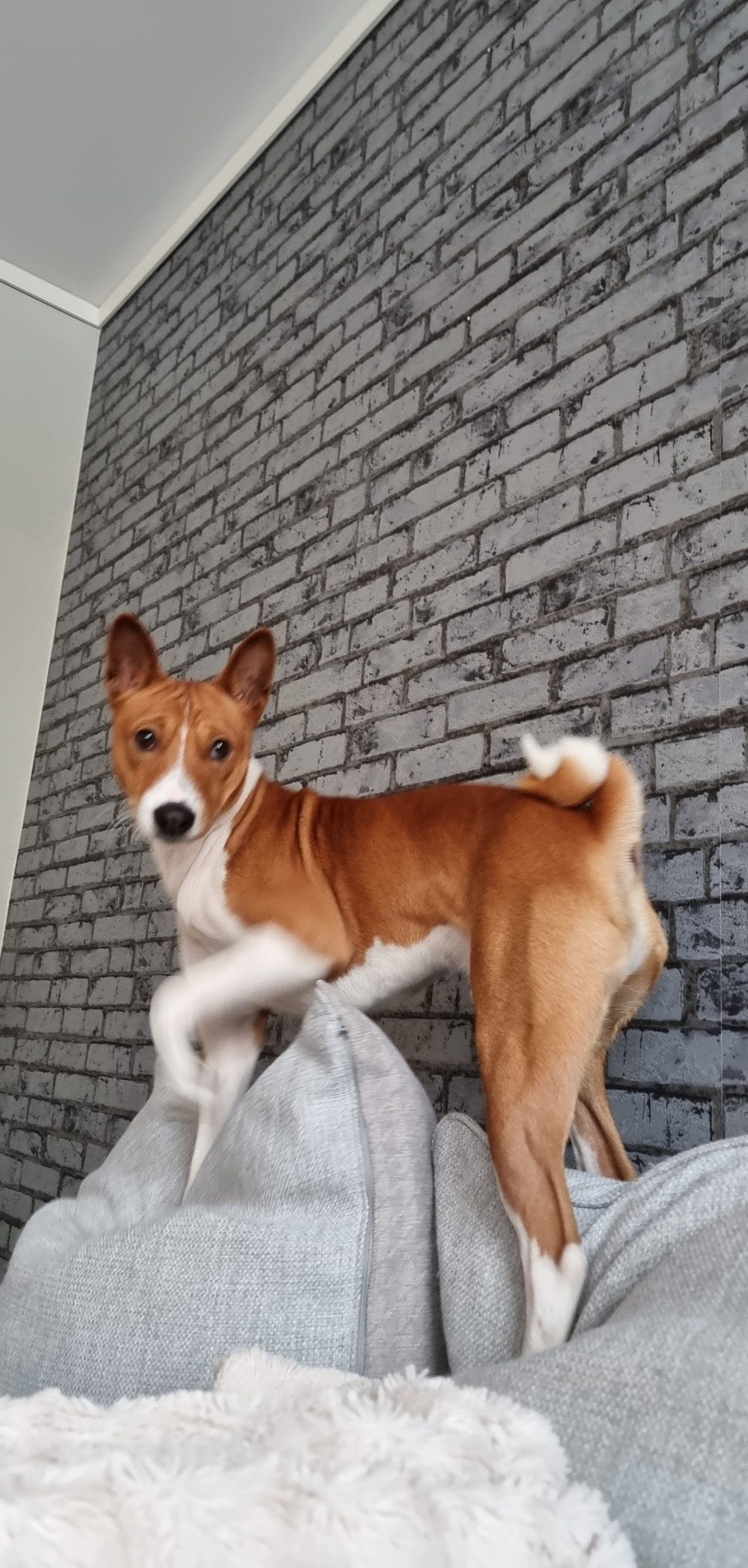 Basenji gies vekk