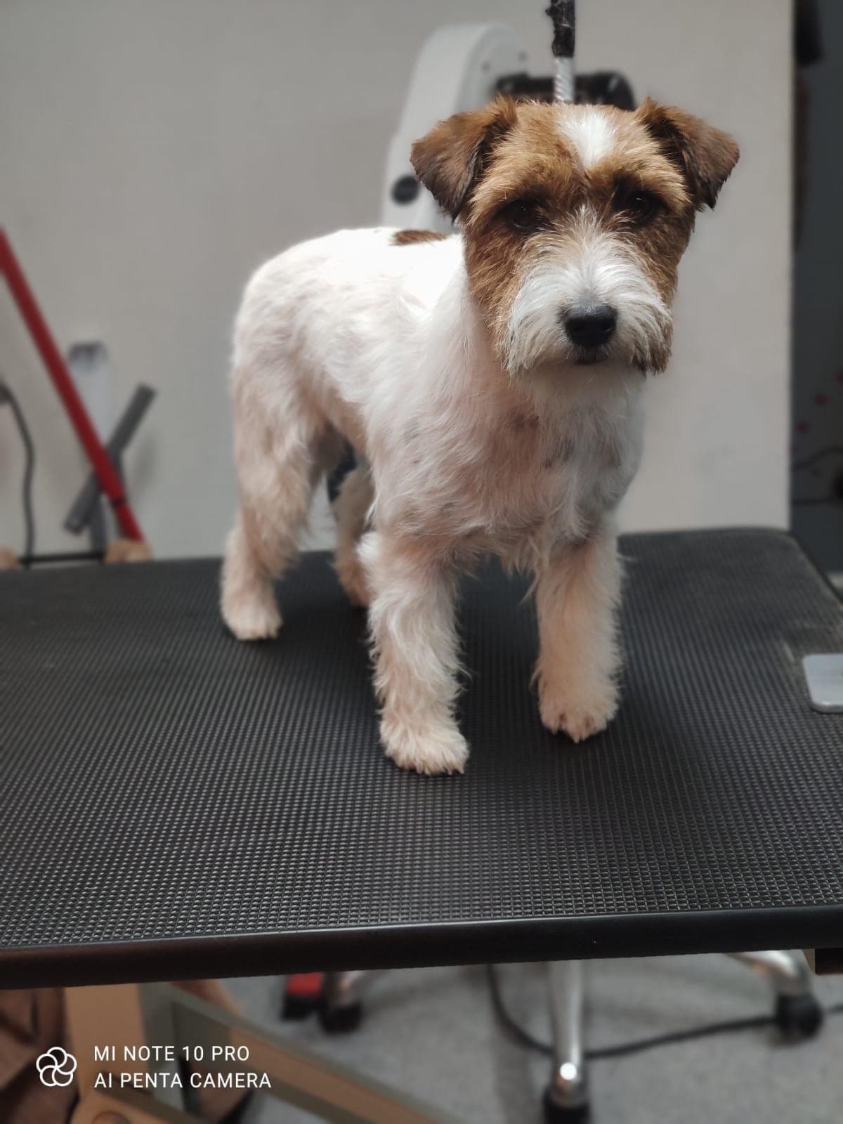Fôrvert til Jack russell terrier