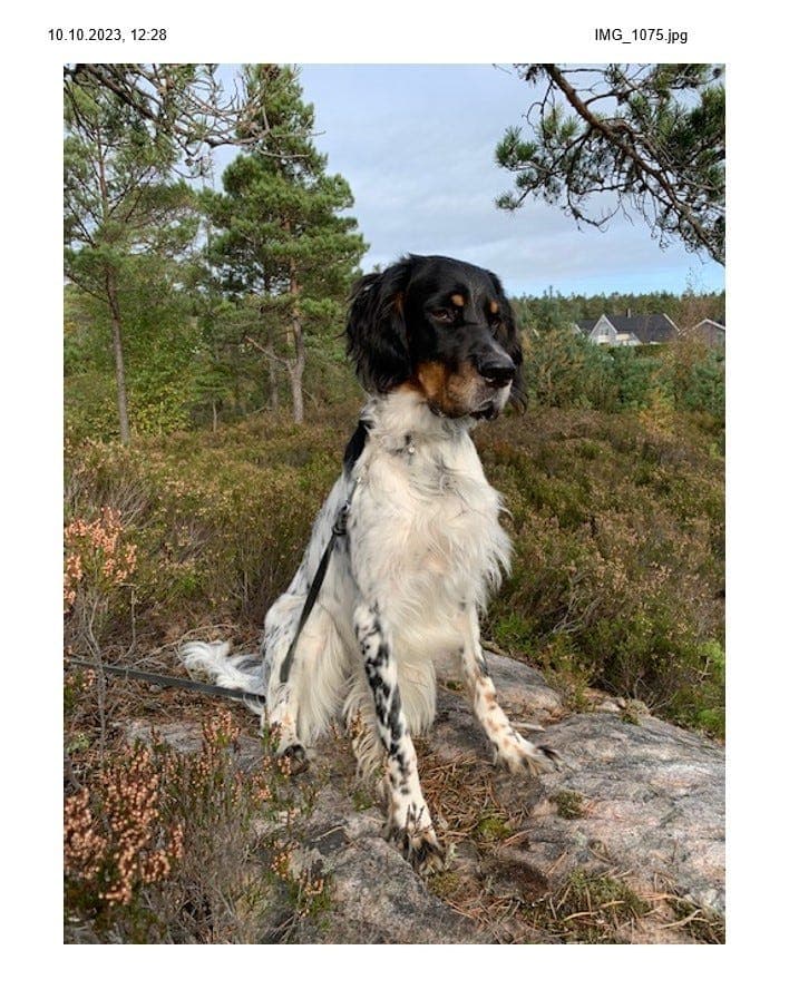 Engelsk setter, hann 3,5 år.