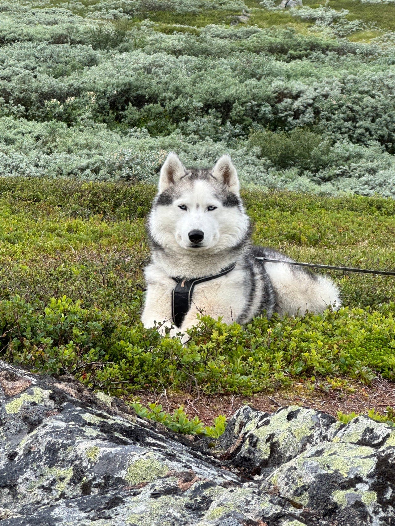 Siberian husky, hann, 5 år, ca 30 kg,