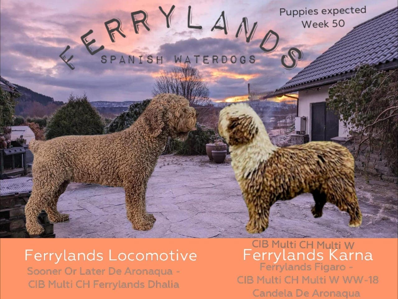 Spansk Vannhund valper