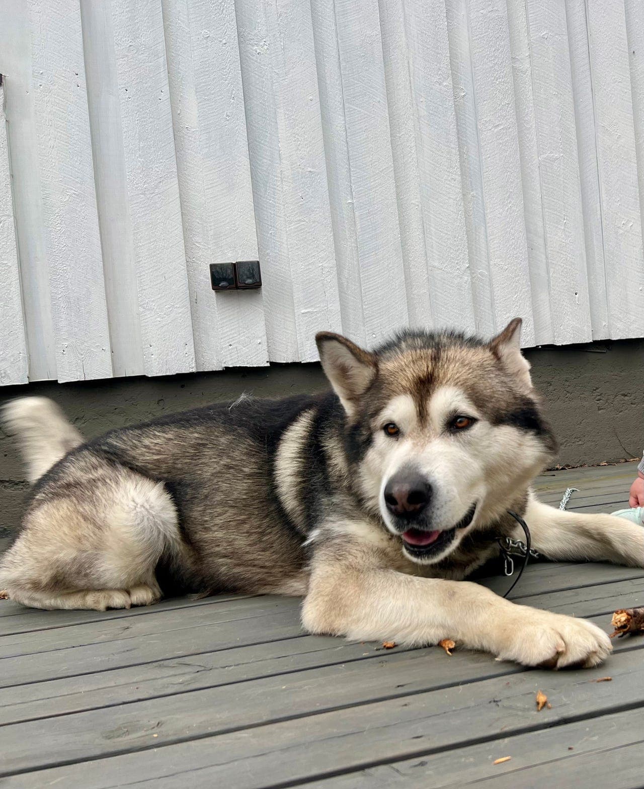 Alaskan Malamute